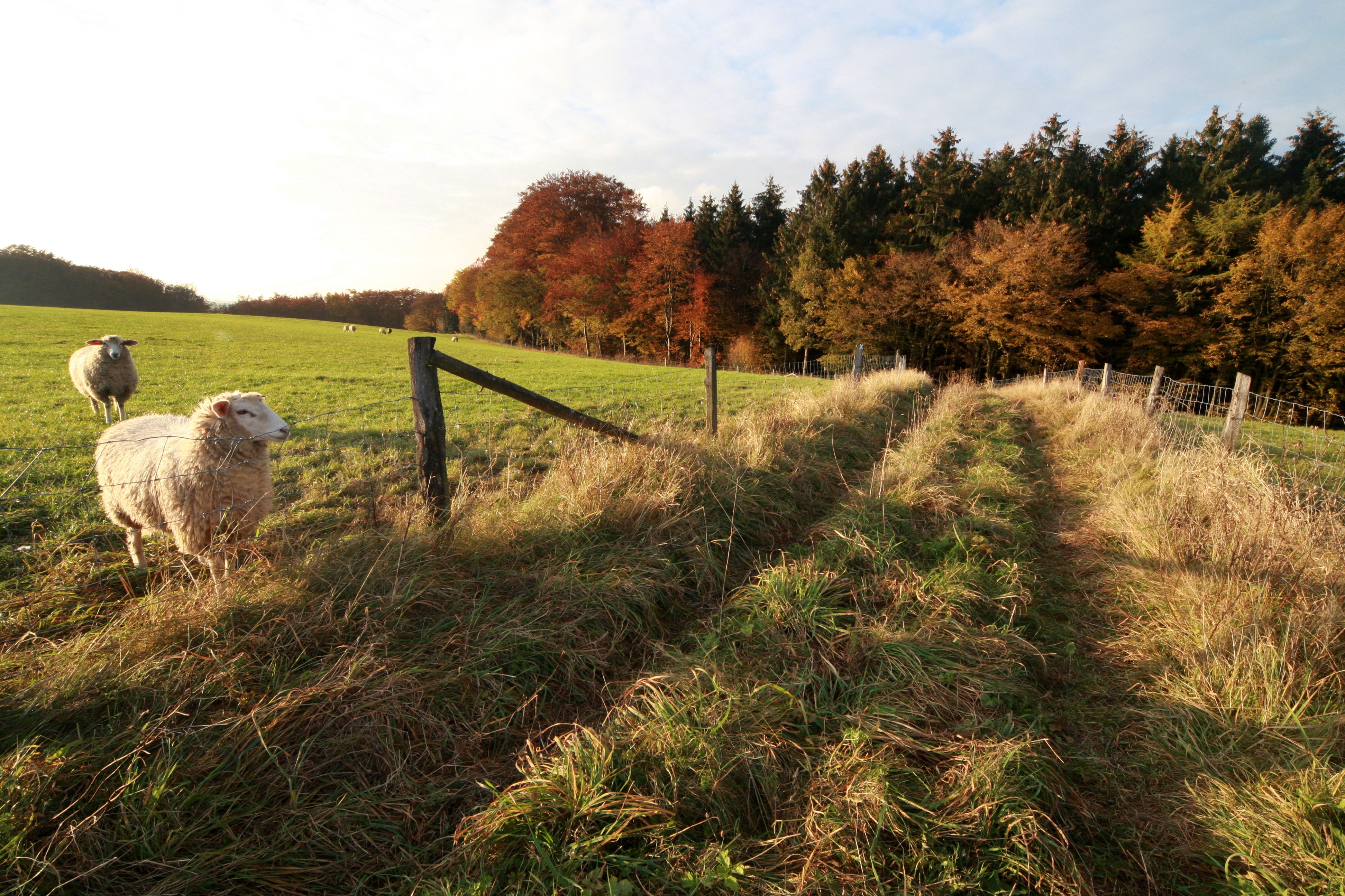 Bergischer Panoramasteig bei Speckenbach