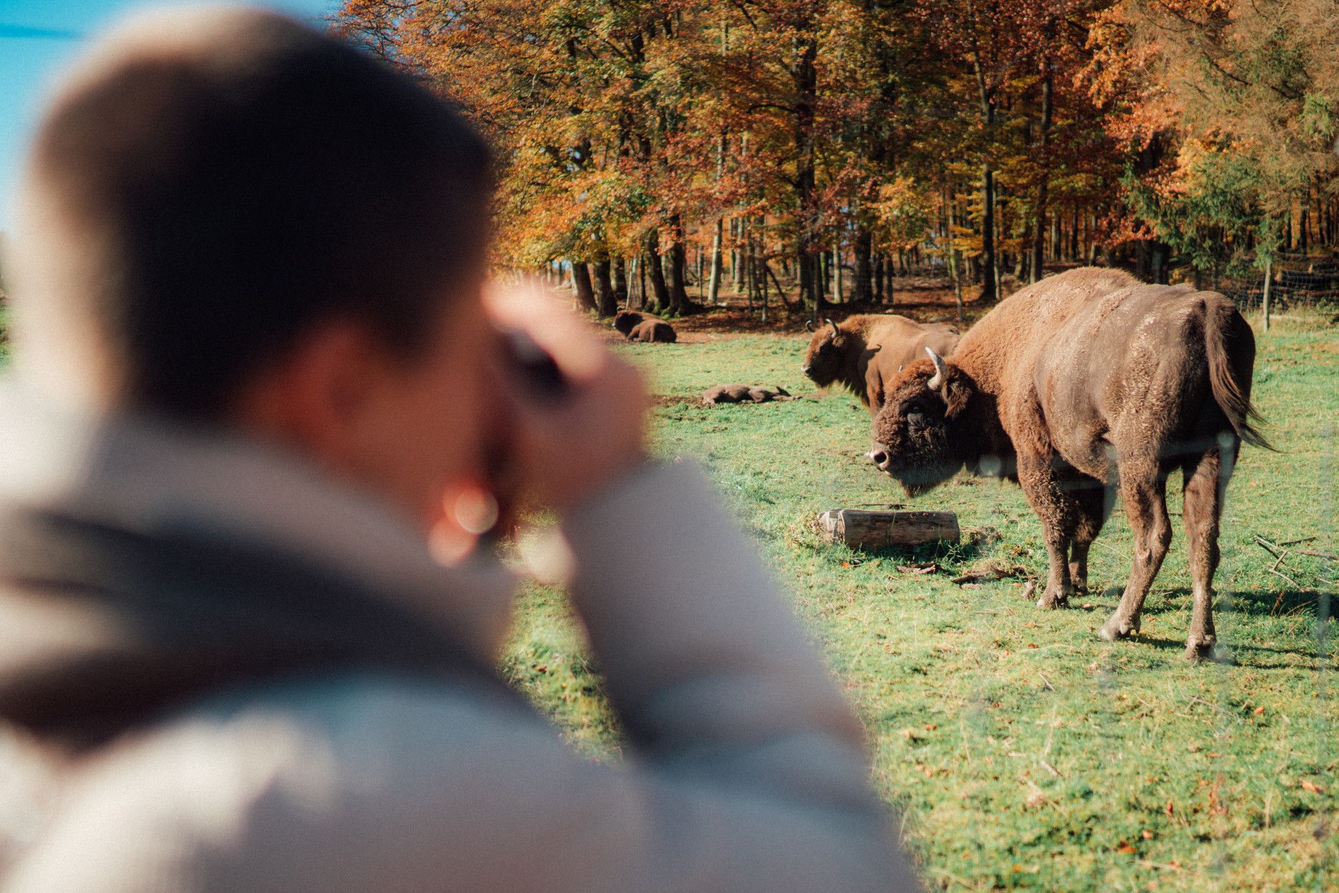 Wanderin fotografiert zwei Wisente