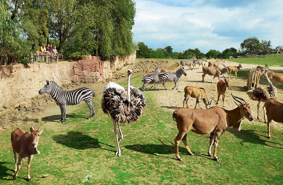 Zebras, Strauße und Antilopen auf einer Wiese in der Zoom Erlebniswelt Gelsenkirchen