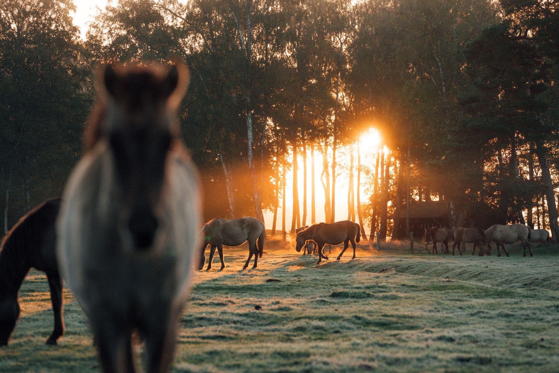Grasende Wildpferde am Morgen bei Sonnenaufgang