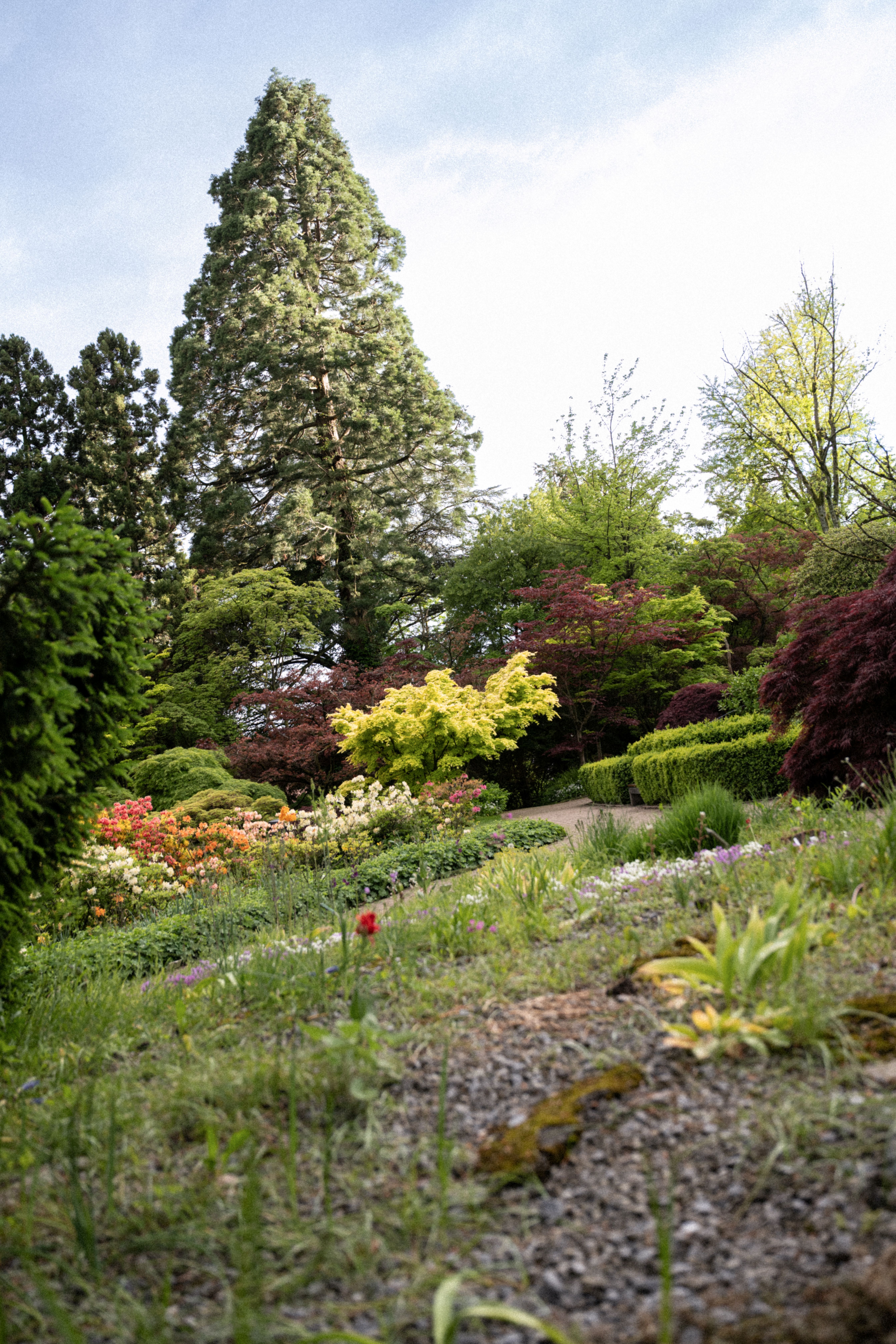 Der üppige botanische Garten Bielefeld mit verschiedenen Pflanzen und einem großen Baum im Hintergrund.