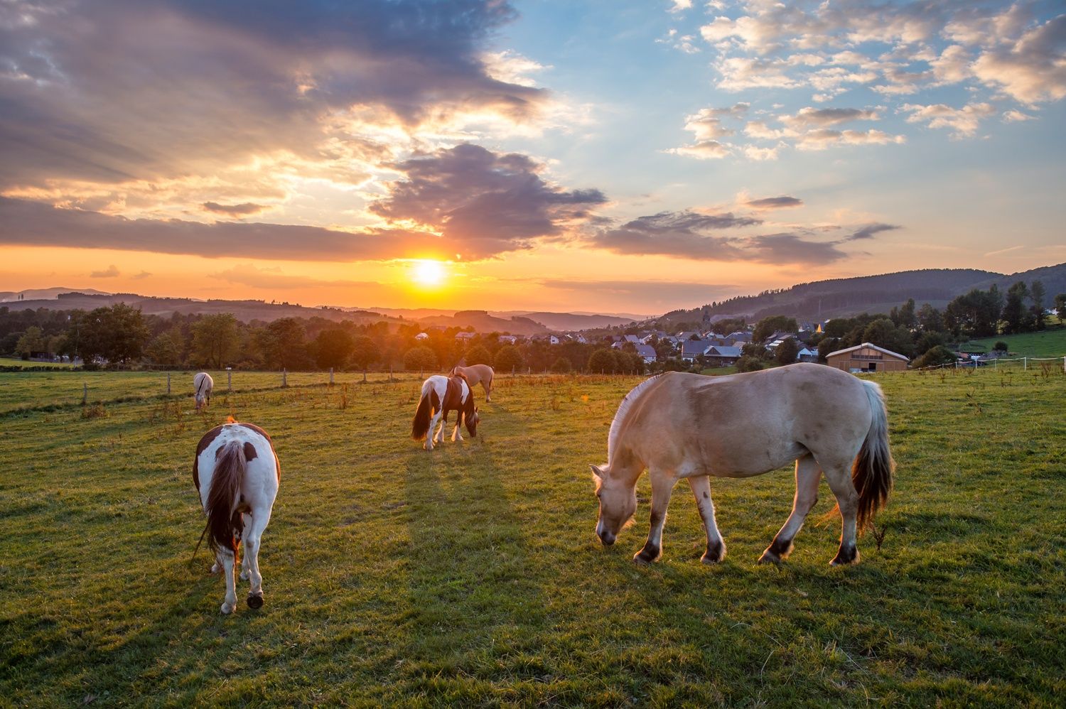 Pferde grasen im Sonnenuntergang vor Hügel-Landschaft des Sauerlands