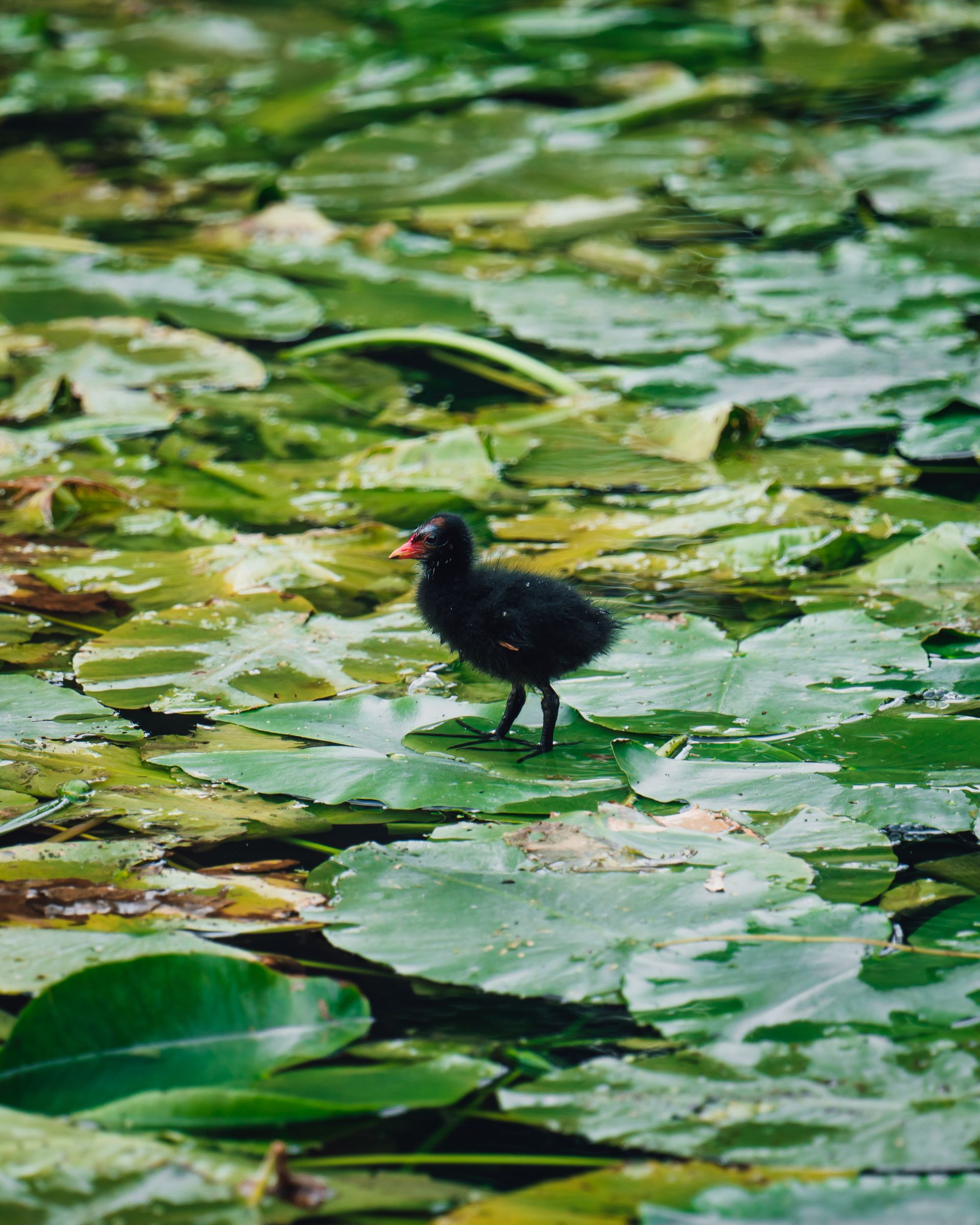 Auch für Tiere ist die Natur um Schloss Paffendorf ein Paradies. Vögel lassen sich selbst auf Seerosen nieder