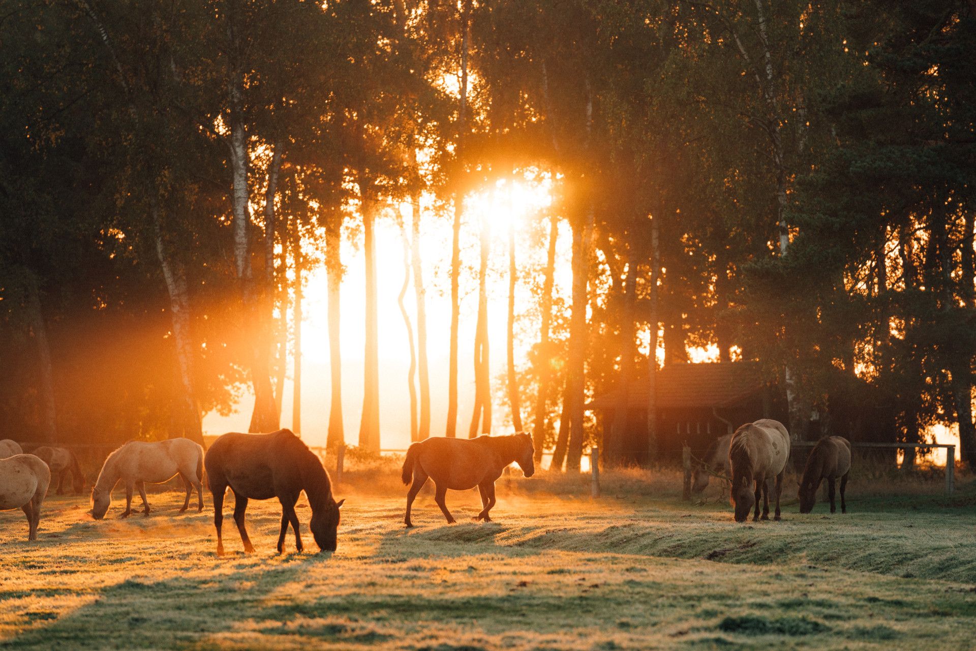 Wildpferde grasen im Sonnenaufgang