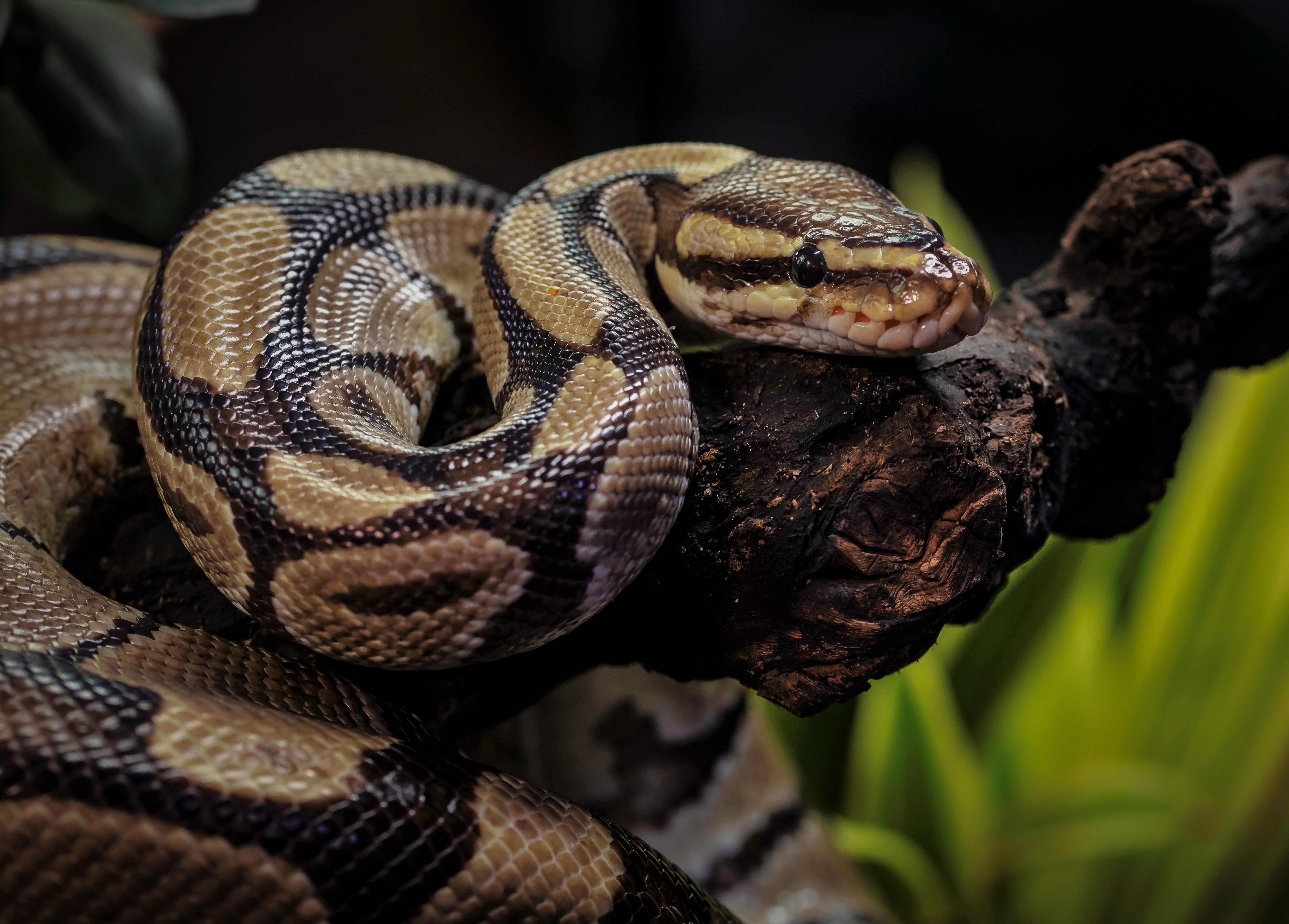 Eine Schlange im TerraZoo Rheinberg