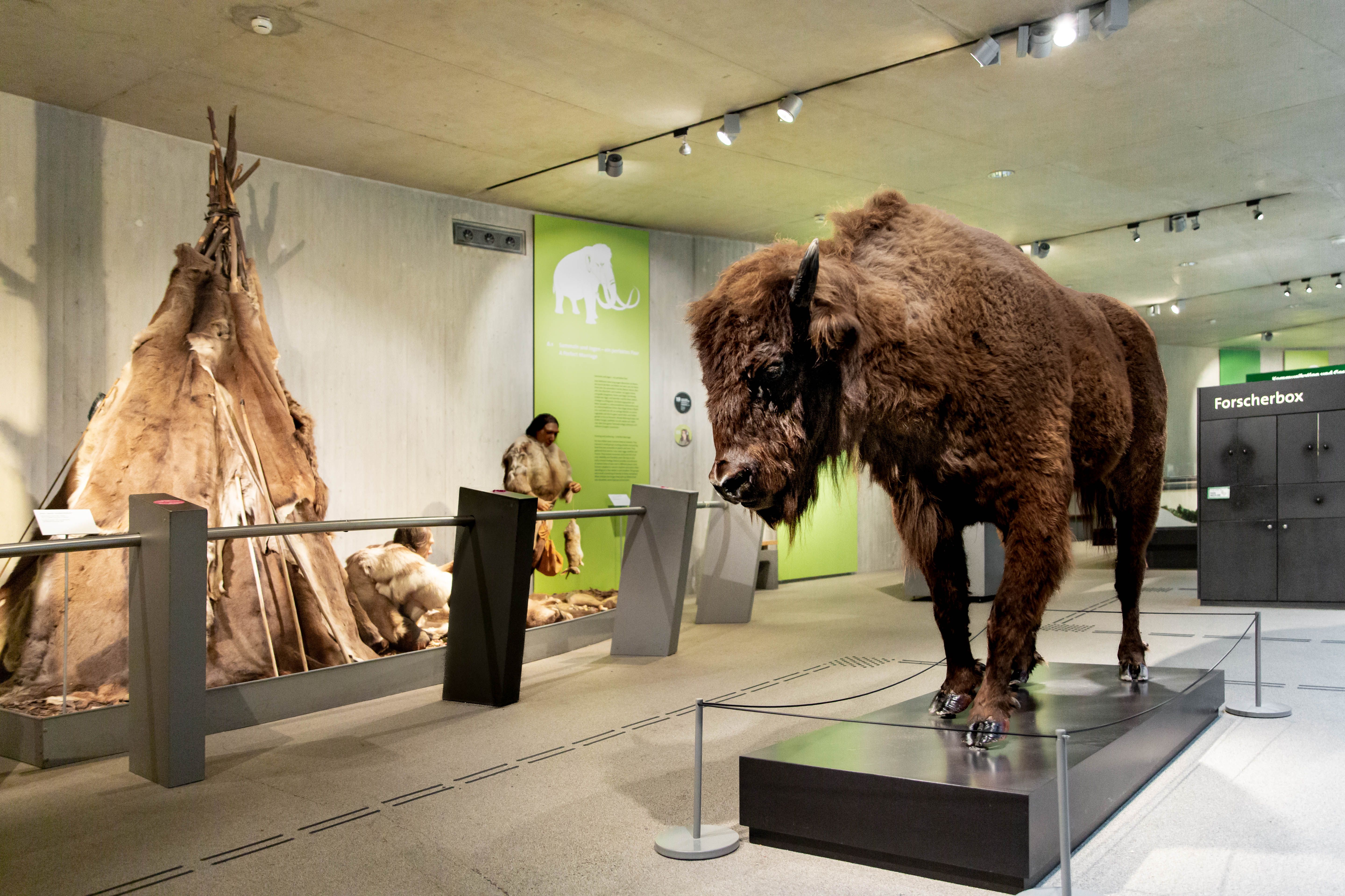 Ein Wisent Figur ausgestellt im Neanderthal Museum.