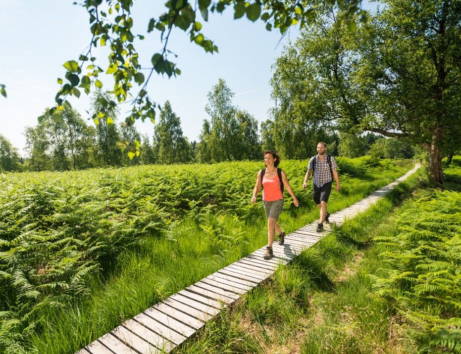 Zwei Wanderer auf einem Holzsteg in einer grünen Heidelandschaft mit Bäumen.
