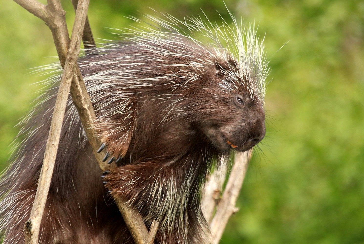 Ein Stachelschwein auf einem Ast mit grünem Hintergrund.