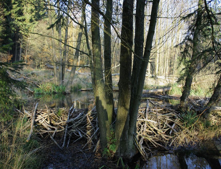 Ein Biberdamm aus Ästen und Zweigen vor einem Fluss in der Eifel.