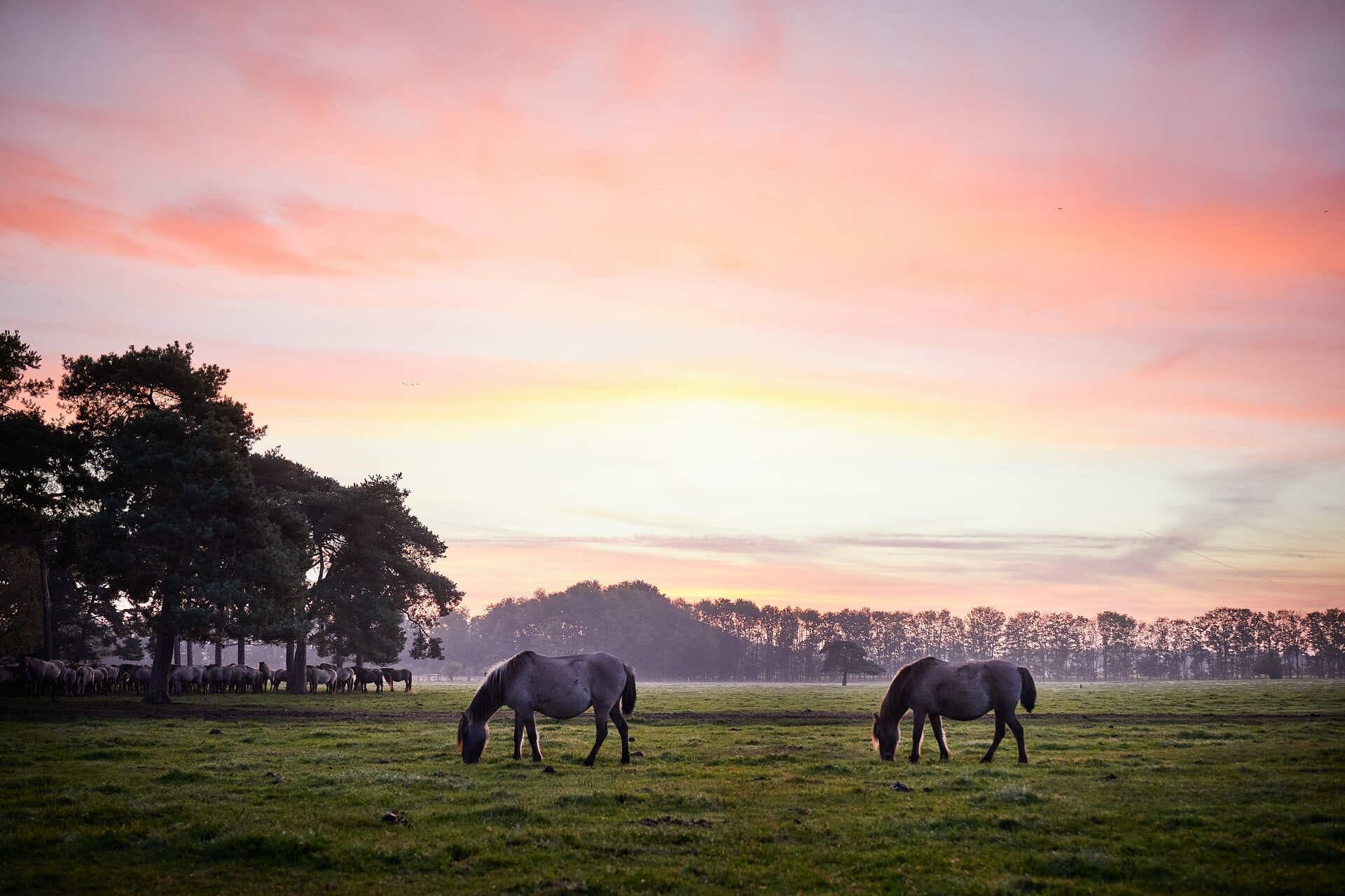 Dülmener Wildpferde im Morgenrot