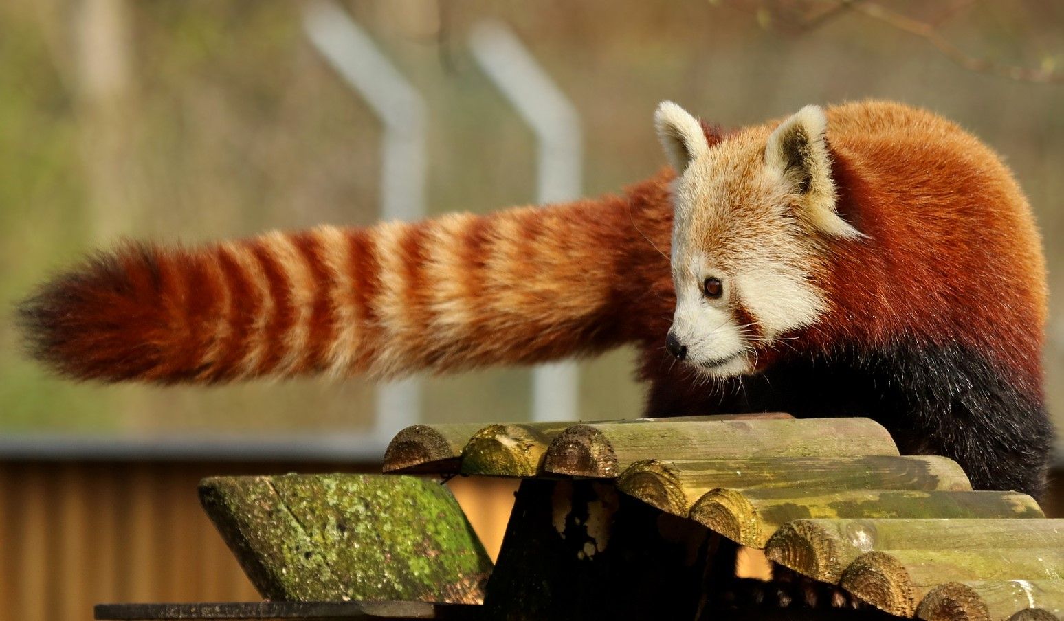 Ein Roter Panda auf einem Holzsteg im Aachener Tierpark.