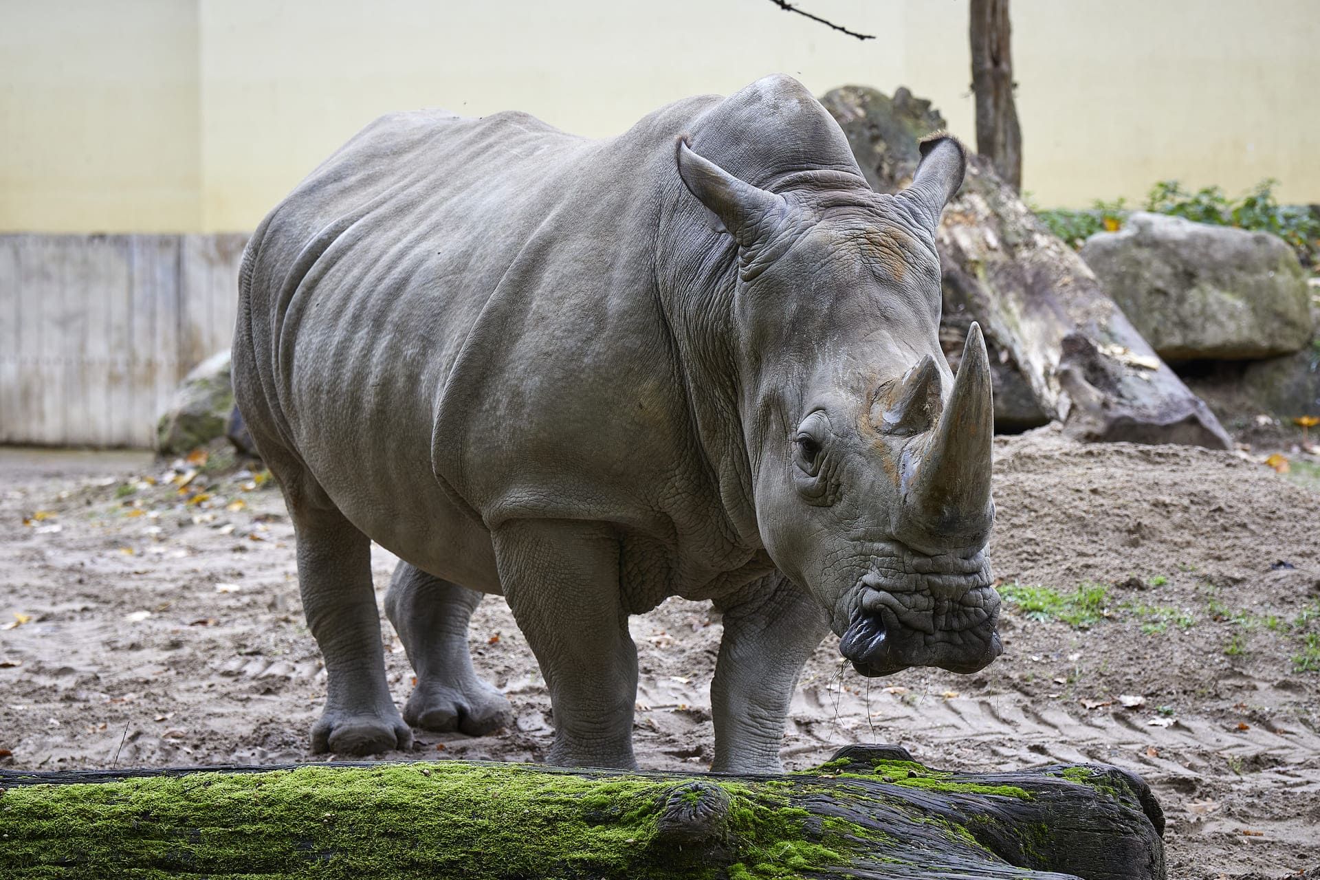 muenster-allwetterzoo-nashorn