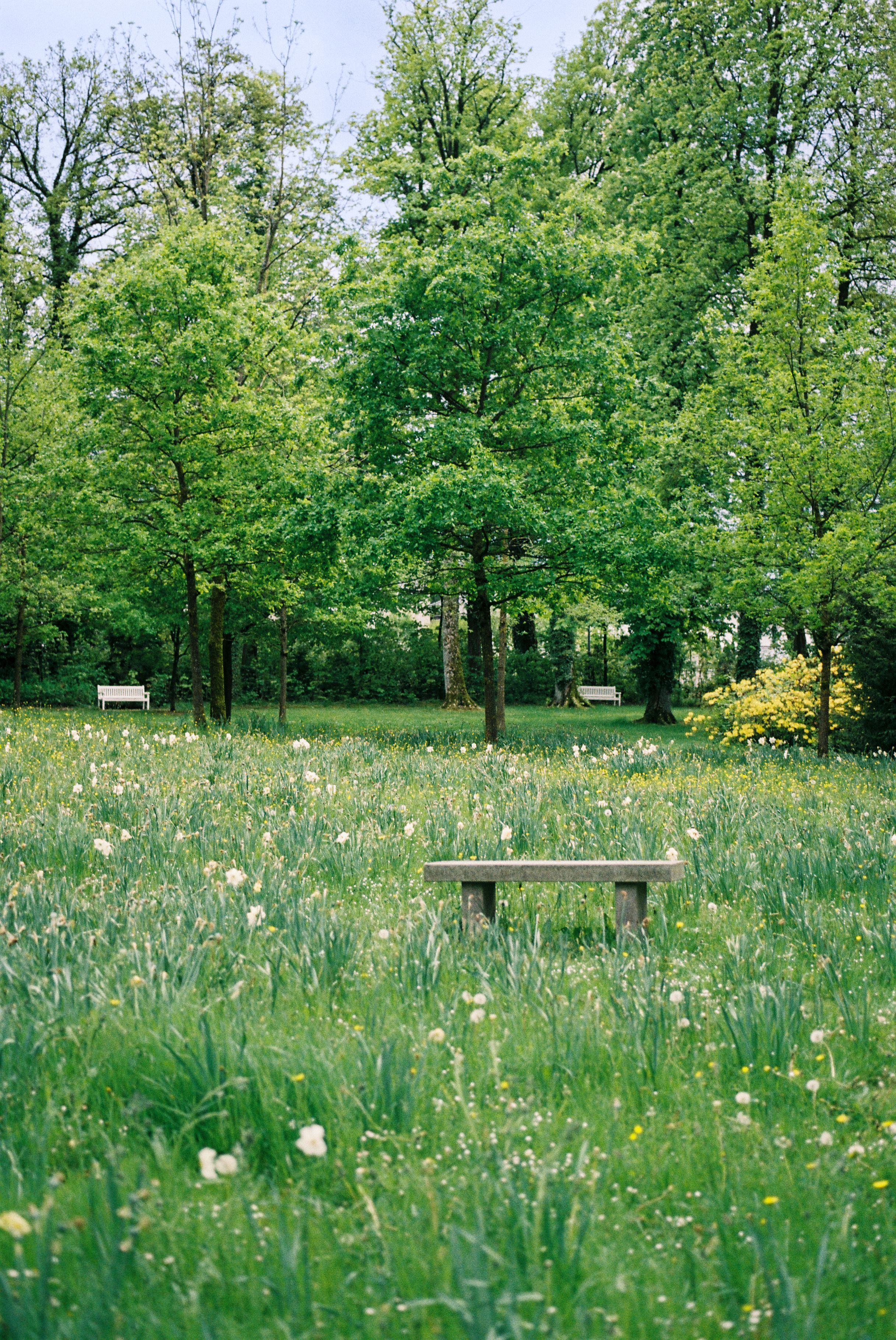 Molle&Korn, Henri Schade, Eine Bank auf einer wildbewachsenen Wiese im gräflichen Park in Bad Driburg.