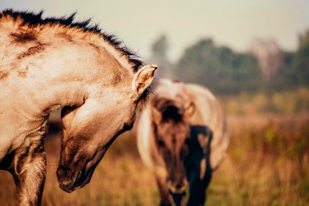 Zwei Konikpferde grasen auf einer Weide in der Davert. Im Vordergrund ist ein Pferd seitlich zu sehen, im Hintergrund ein weiteres unscharf.