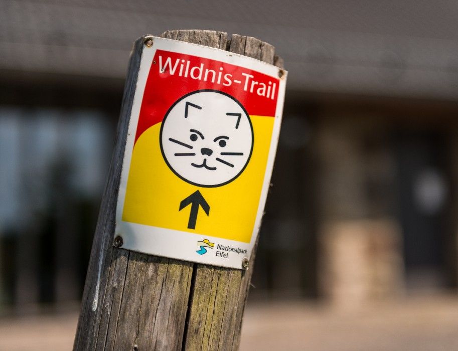 Wegweiser für den Wildnis-Trail im Nationalpark Eifel mit Katzenbild und Pfeil nach oben.