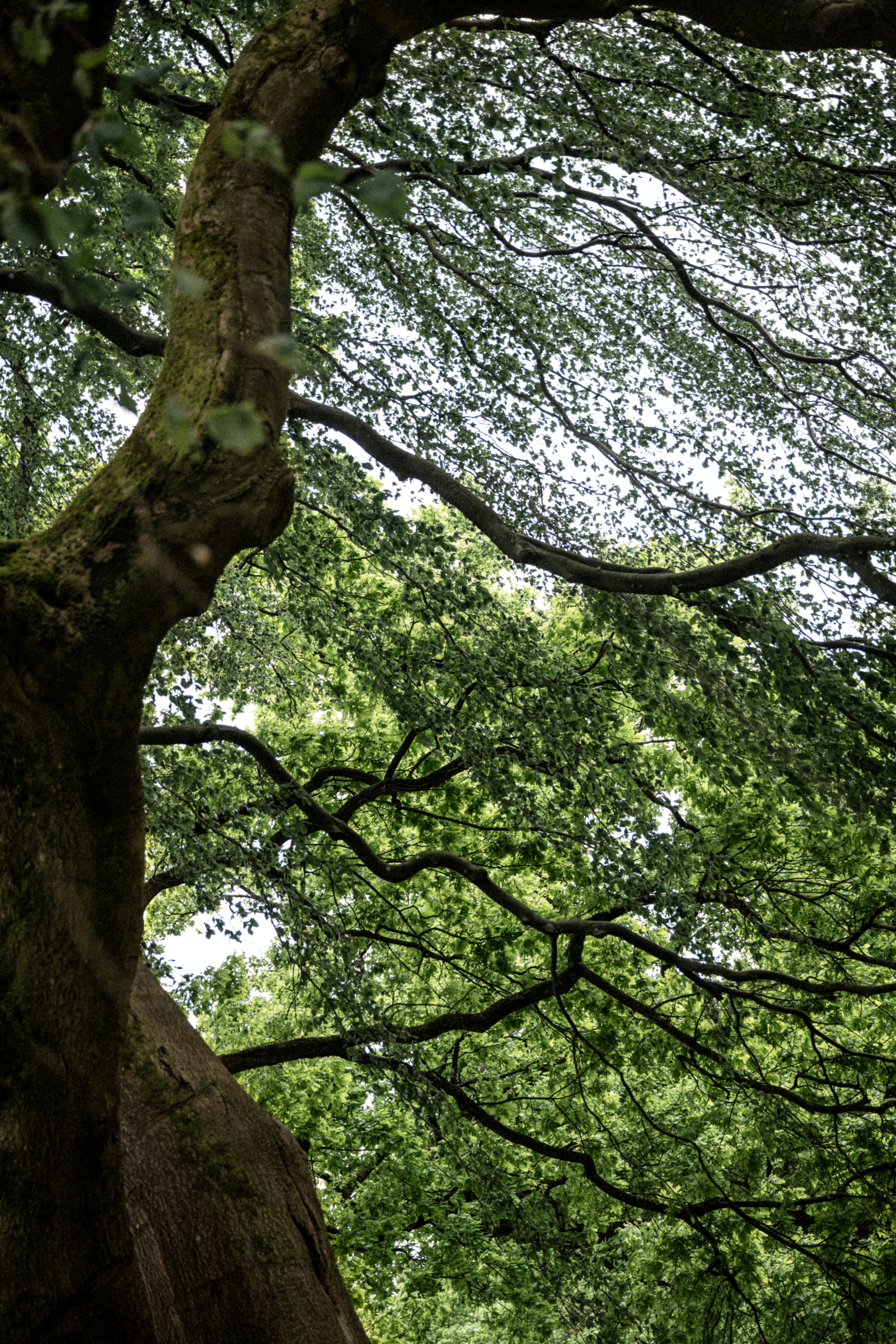 Ein Baum mit dicht bewachsenen Ästen im gräflichen Park in Bad Driburg.