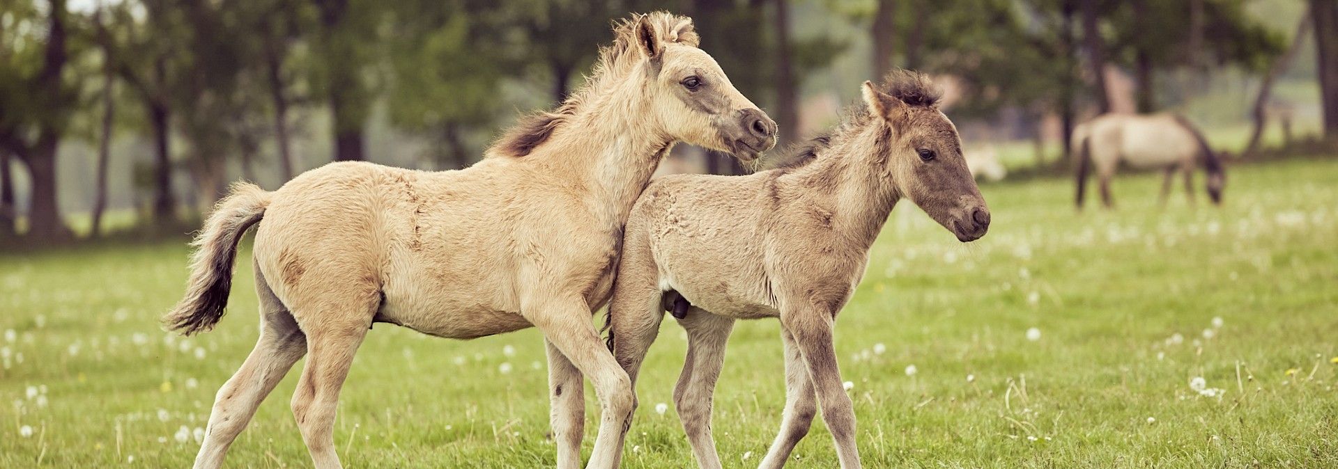 Dülmener Wildpferde