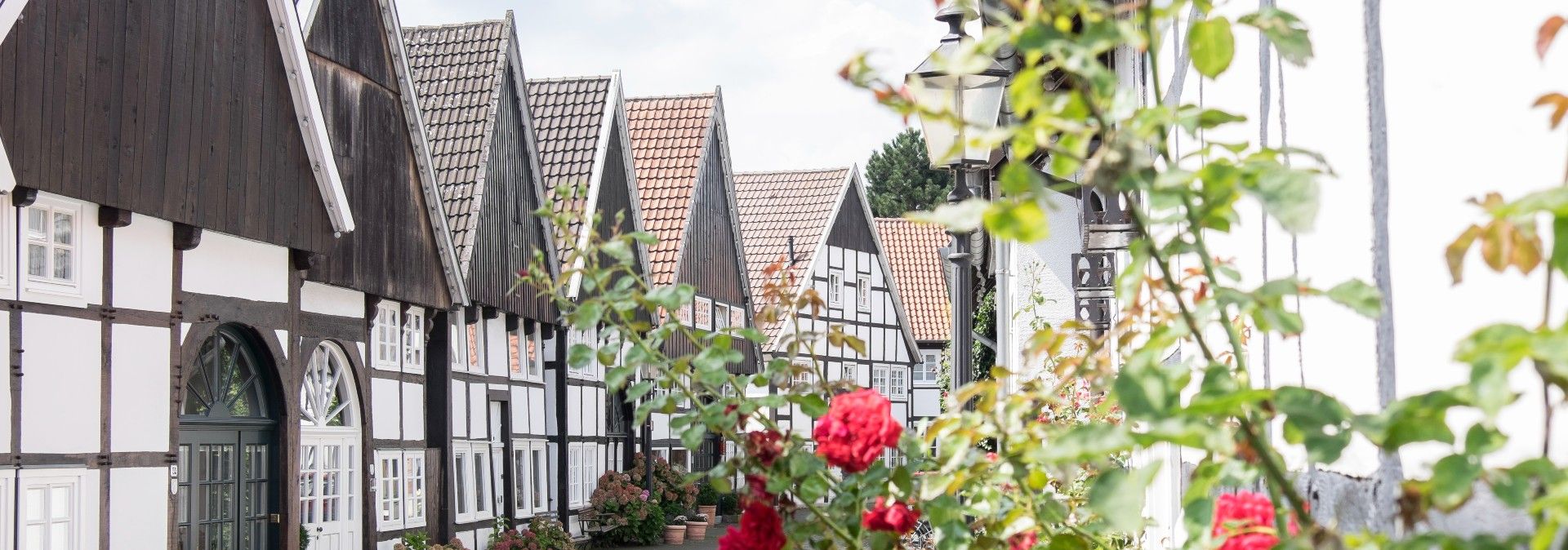 Fachwerkhäuser in Rheda-Wiedenbrück mit roten Rosen im Vordergrund.