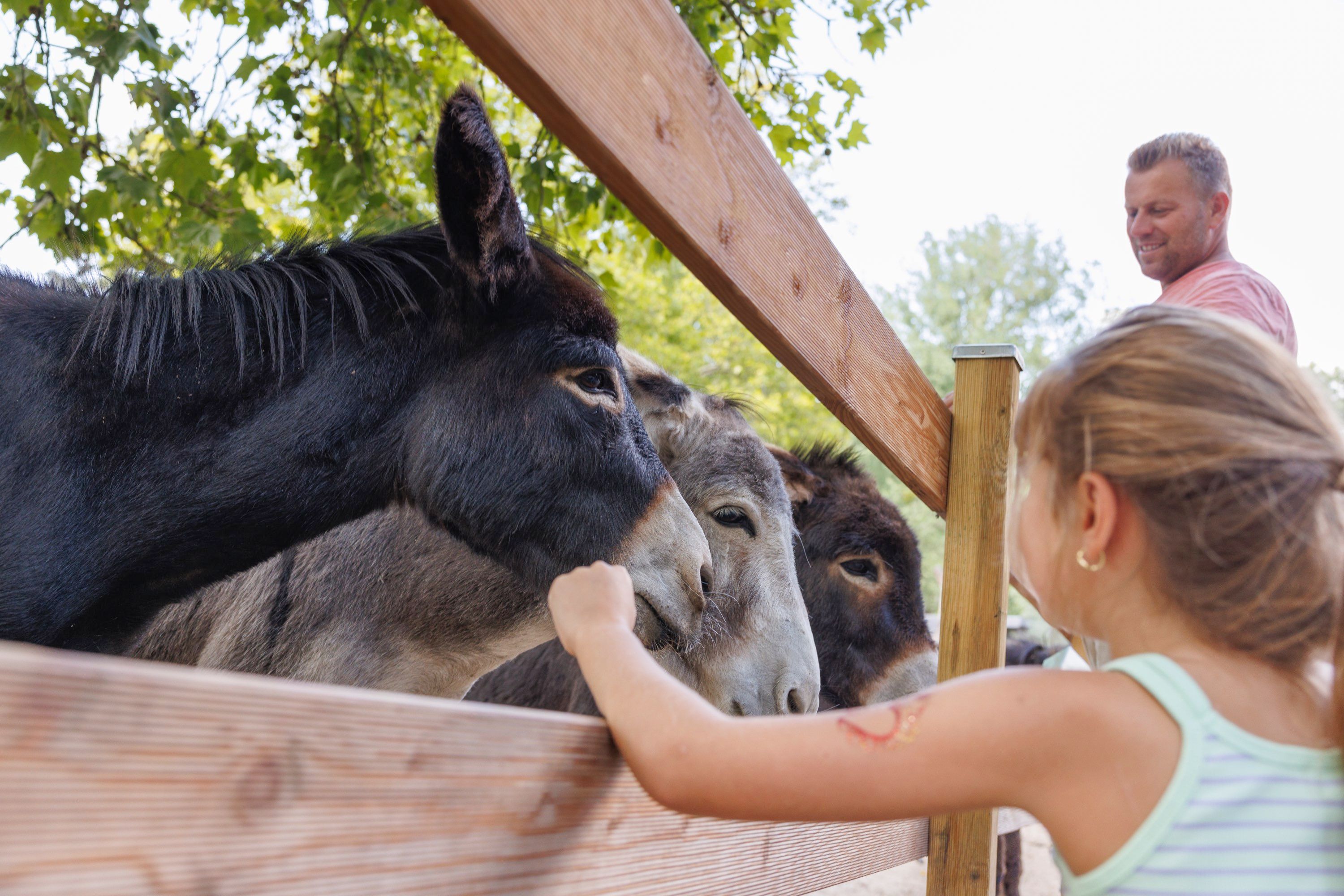 Esel im Tierpark Alsdorf