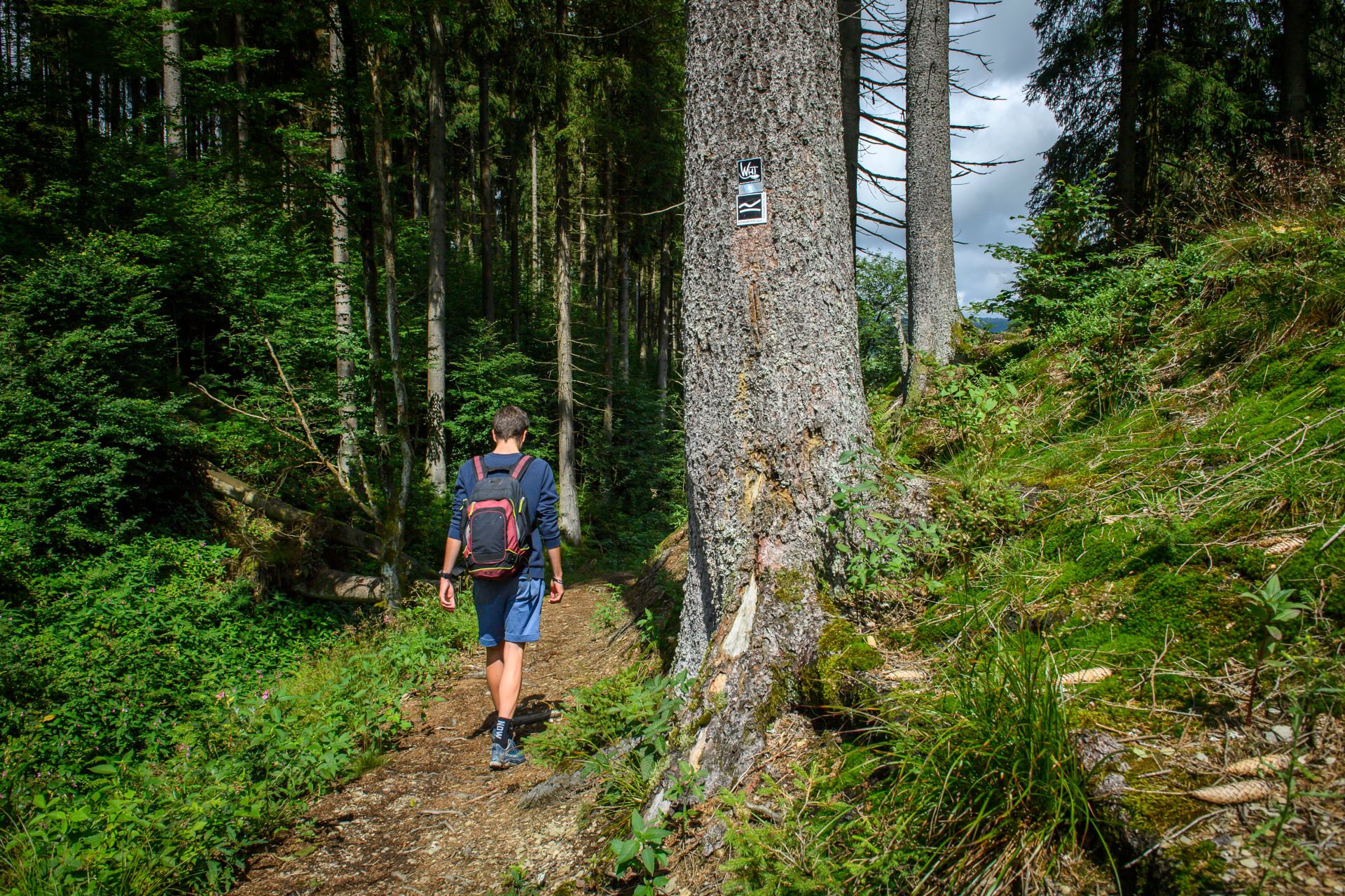 Person wandert auf einem Dorfpfad mit Rucksack. Hohe Bäume und dichtes Grün umgeben den Weg.
