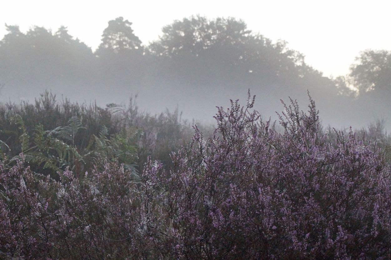 Nebel über einer Heide mit lila blühenden Heidepflanzen.