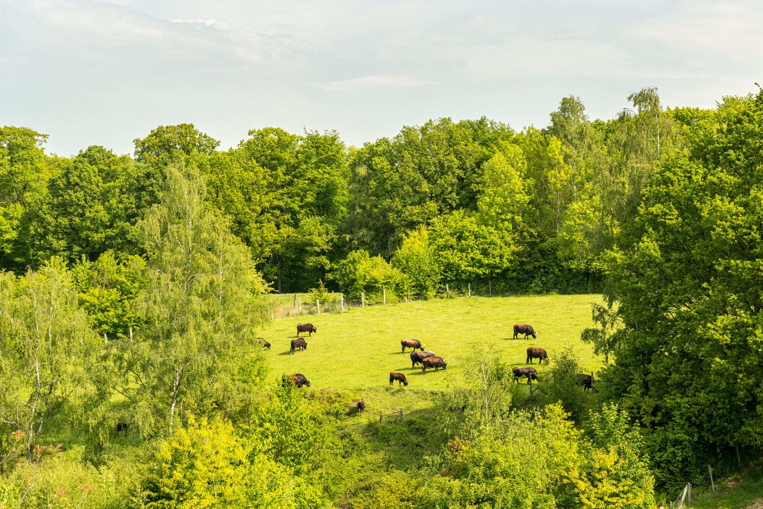 Auerochsen grasen friedlich auf einer grünen Wiese, umgeben von dichtem Wald im Eiszeitlichen Wildgehege im Neandertal.