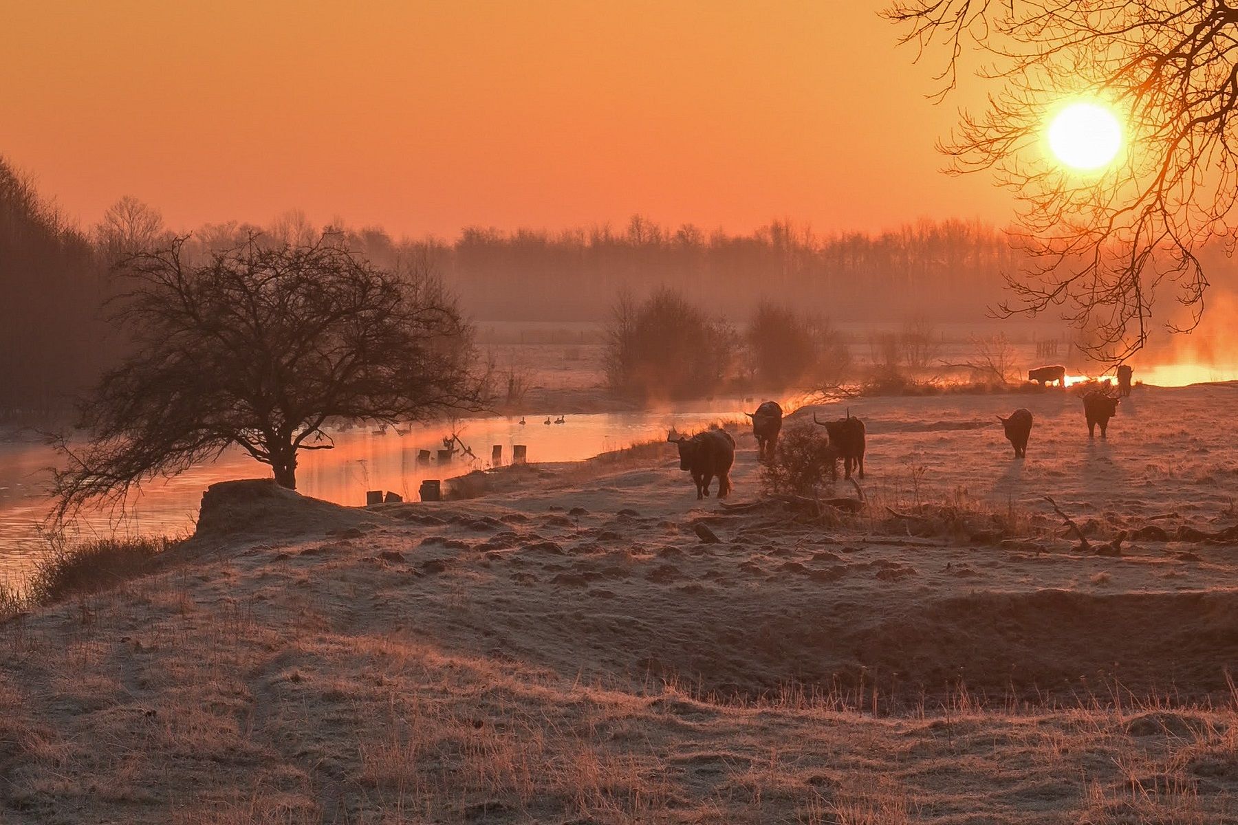 Kühe im Sonnenuntergang in den Steverauen,