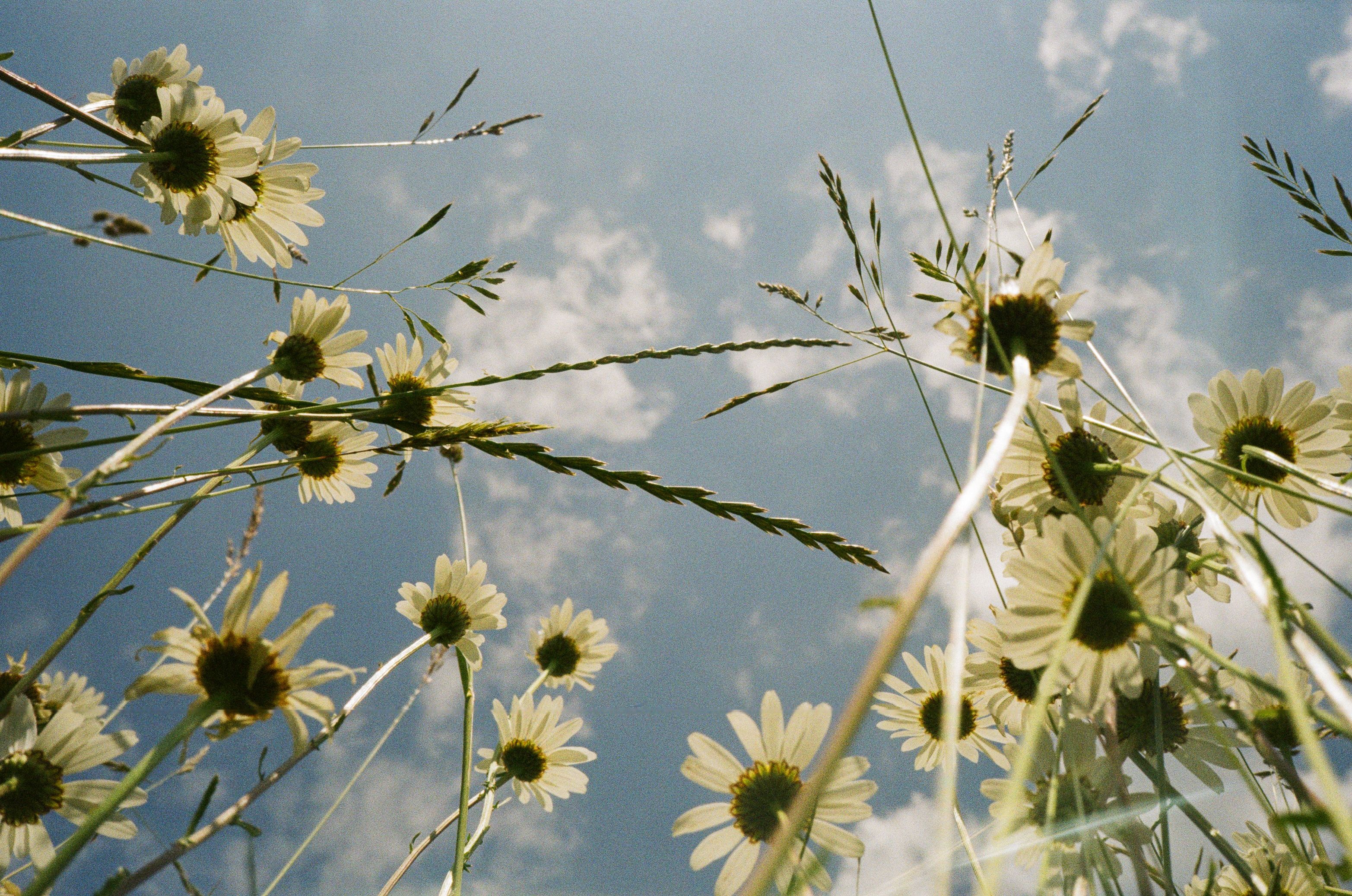 Molle & Korn, Lukasz Kus, Himmel mit Blumen am Niederrhein.