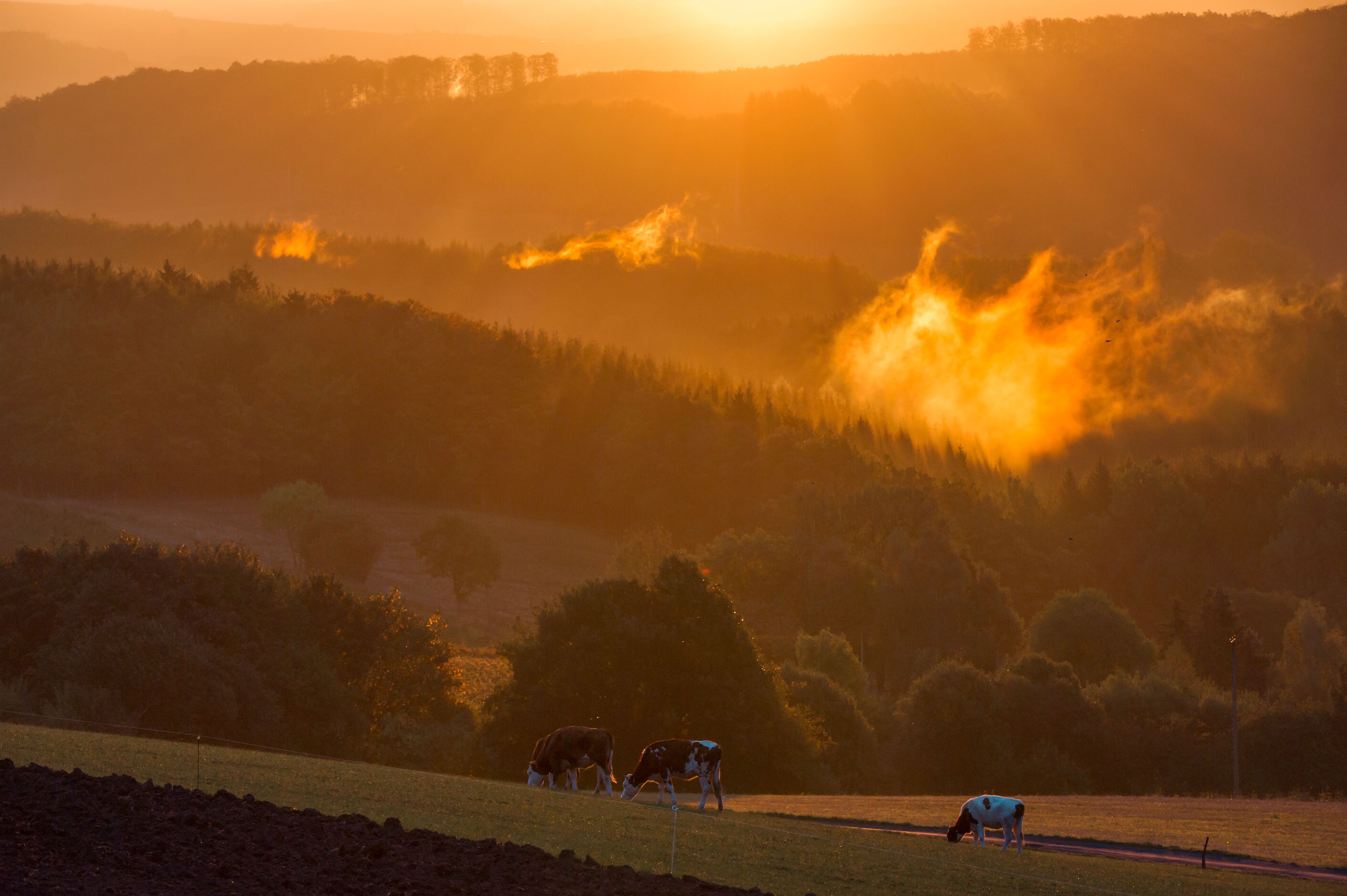 Kühe grasen im roten Sonnenuntergangslicht.