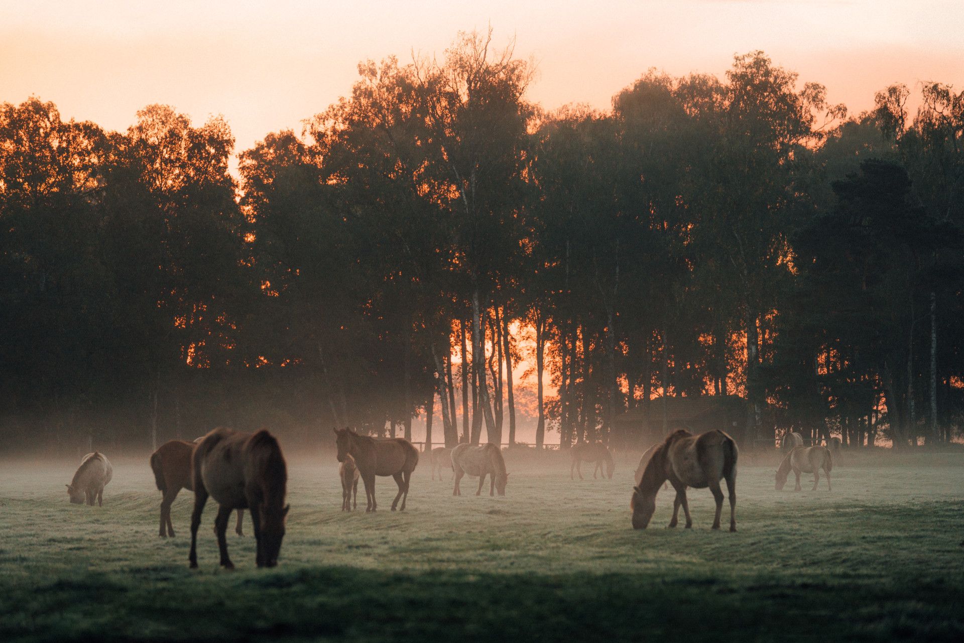 Wildpferde grasen im Morgennebel am Waldesrand