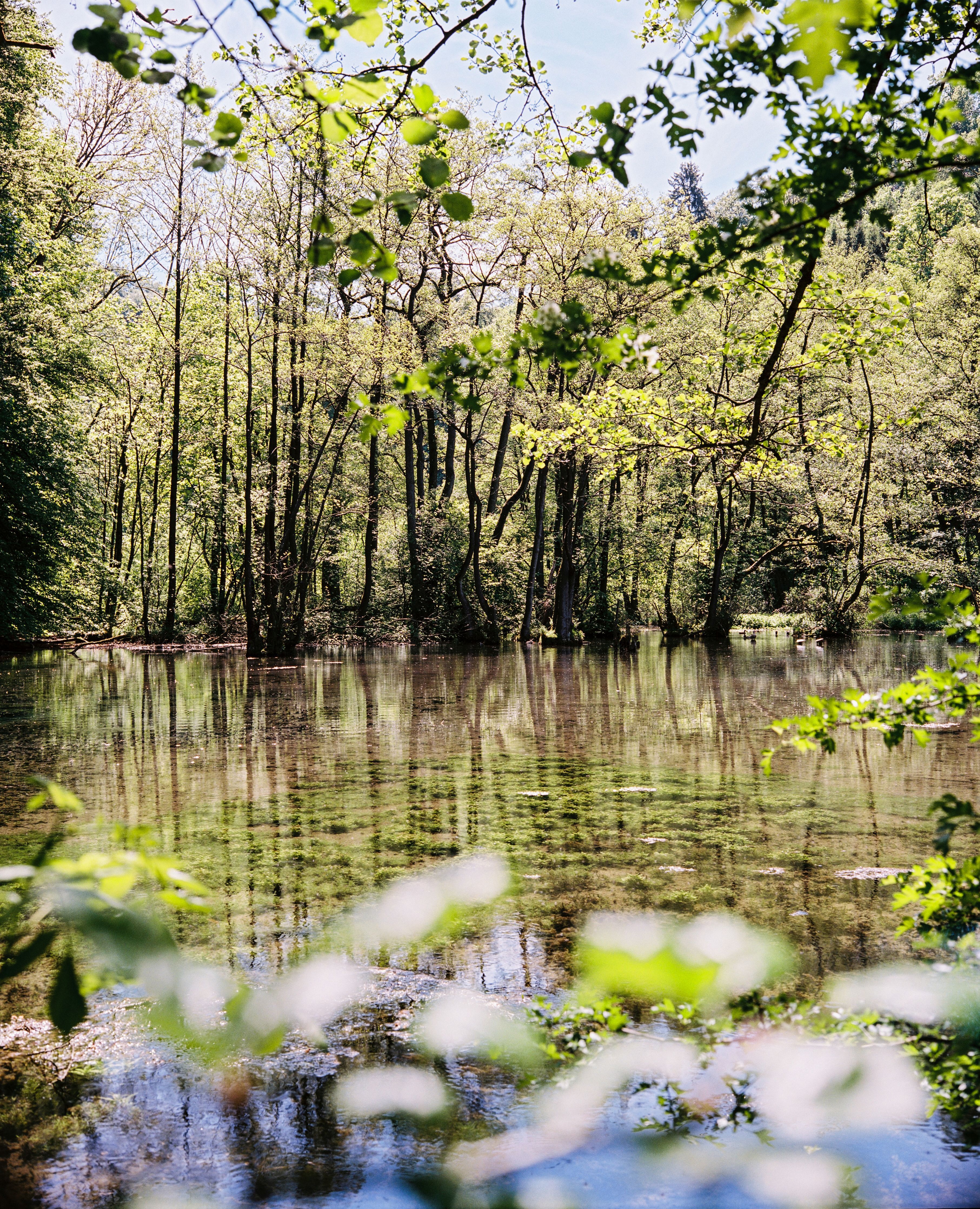 Molle & Korn, Henri Schade, Almequelle am Waldrand in Brilon.