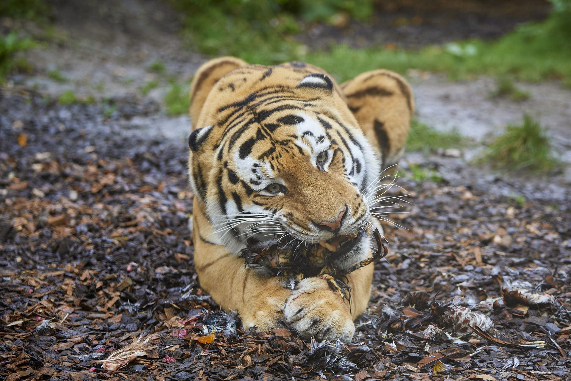 muenster-allwetterzoo-tiger