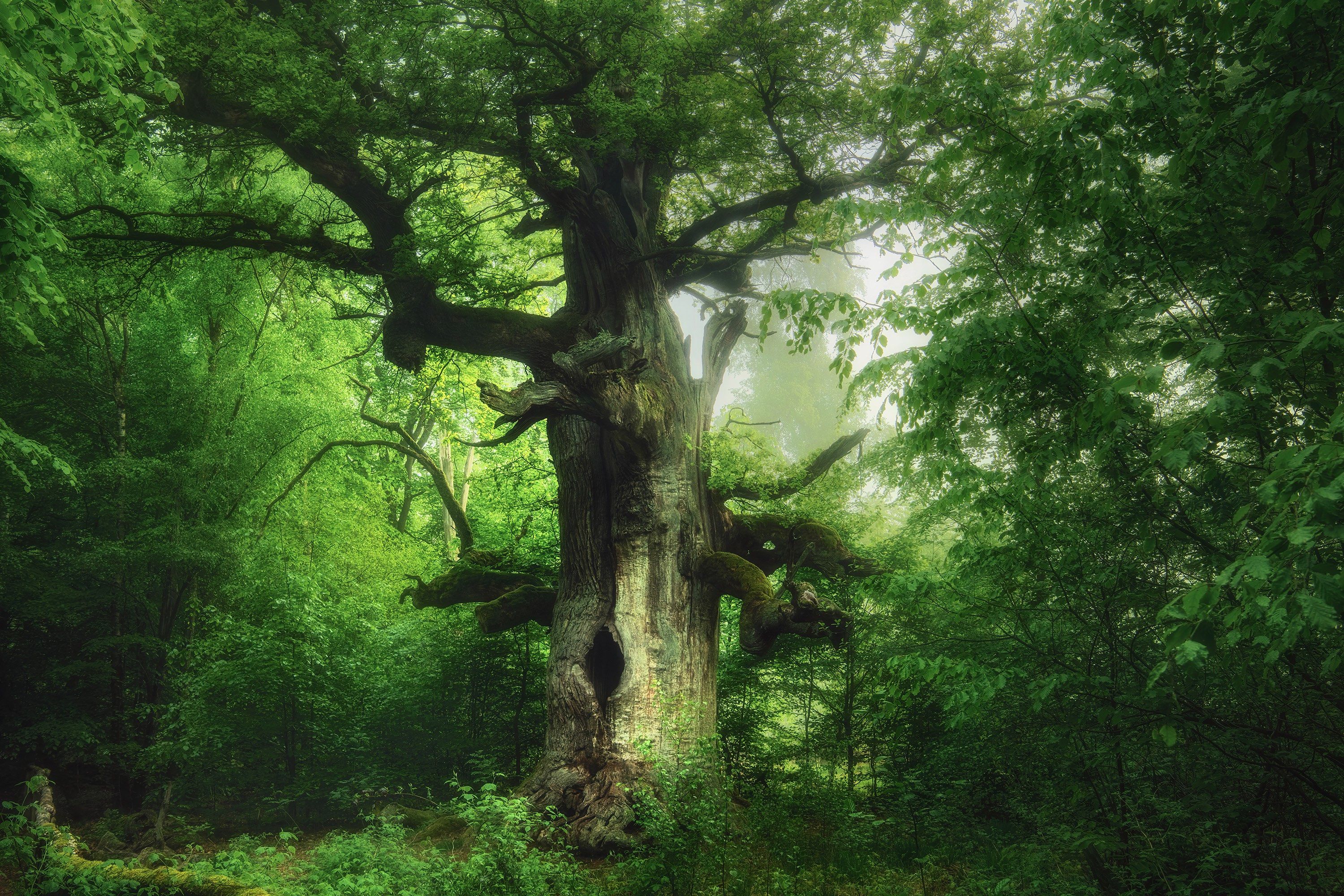 Die Biodiversität von Flora und Fauna auf der Welt ist das zentrale Thema der Schau "Mythos Wald"