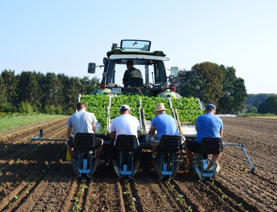 Hof Hagedorn Mitarbeitende beim Kohl pflanzen