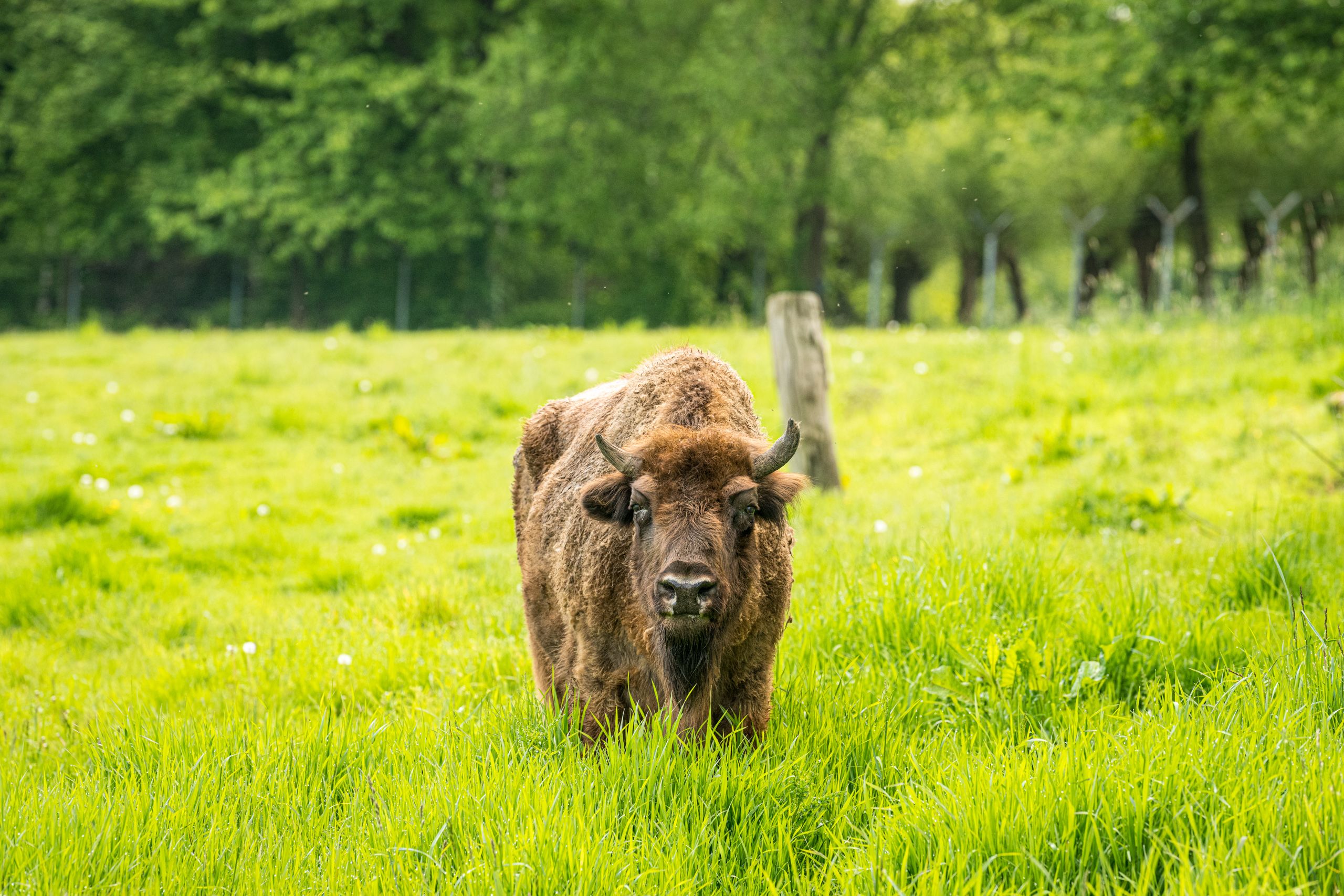 Zur Seite Eiszeitliches Wildgehege im Neandertal