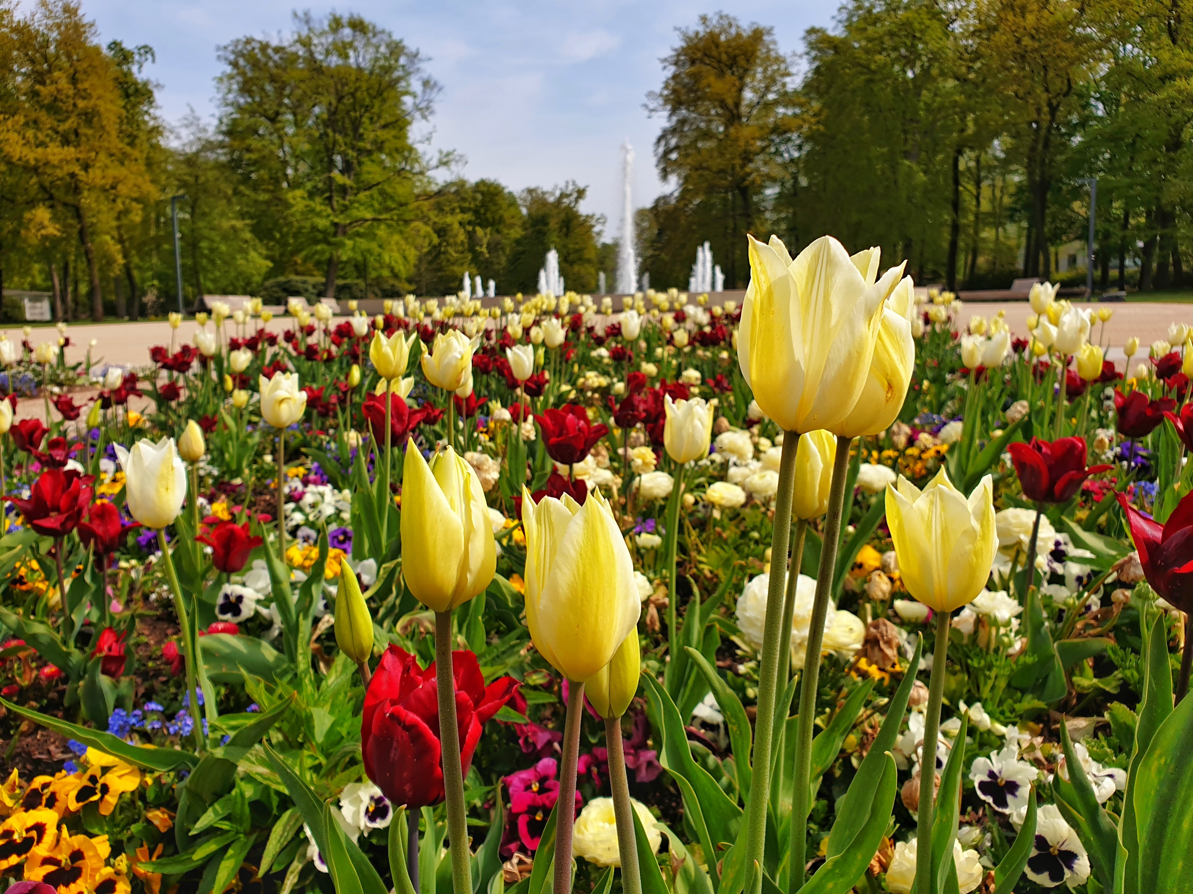 Um die 65.000 bis 70.000 Blumen können die Gäste je nach Jahreszeit in den Beeten des Gartenschauparks Bad Lippspringe bewundern