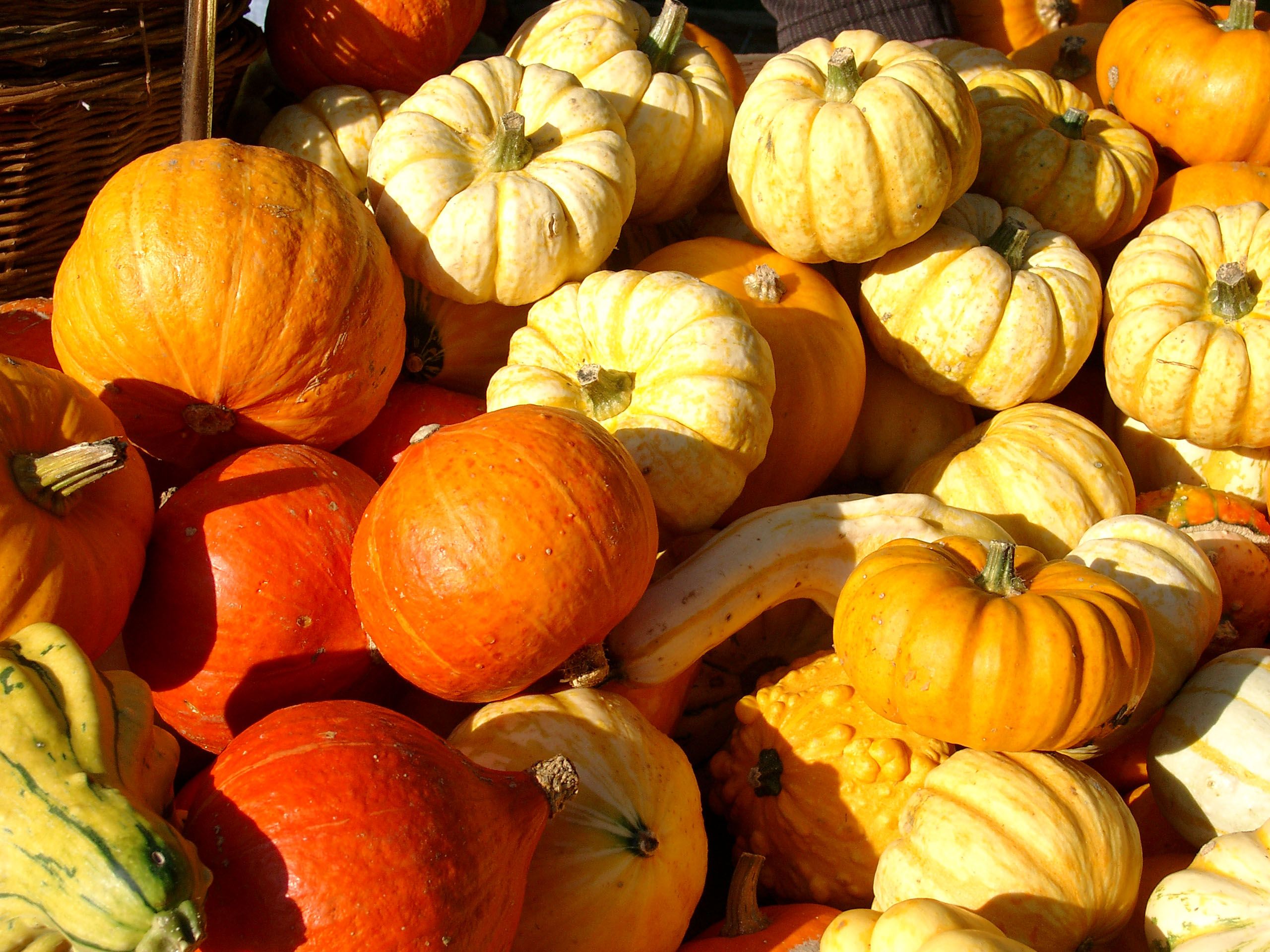 Auf dem Herbstfest im Freilichtmuseum Hagen sind Kürbisse zu entdecken.