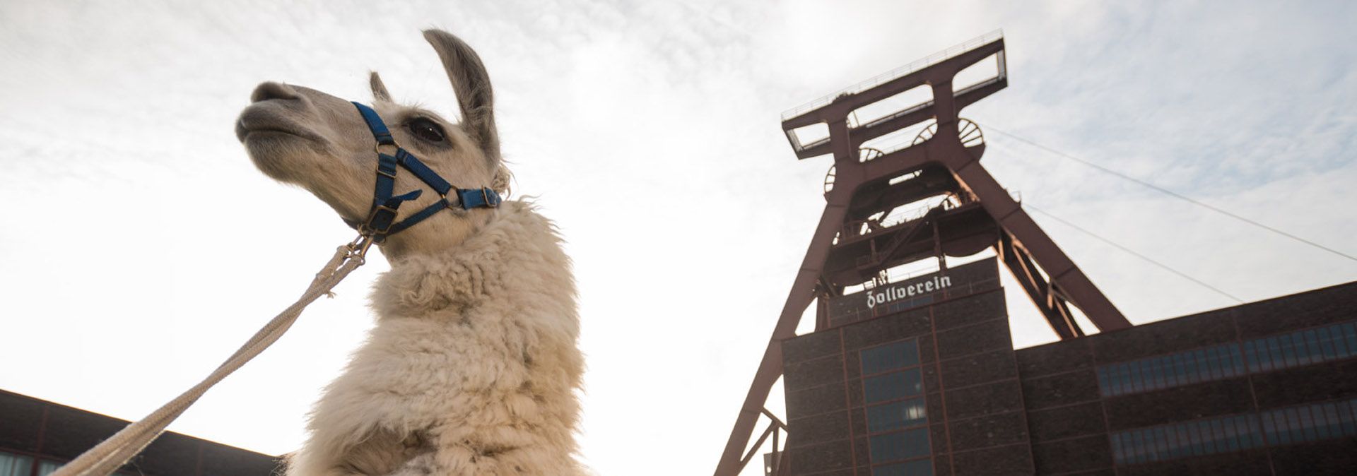 Lama Zollverein