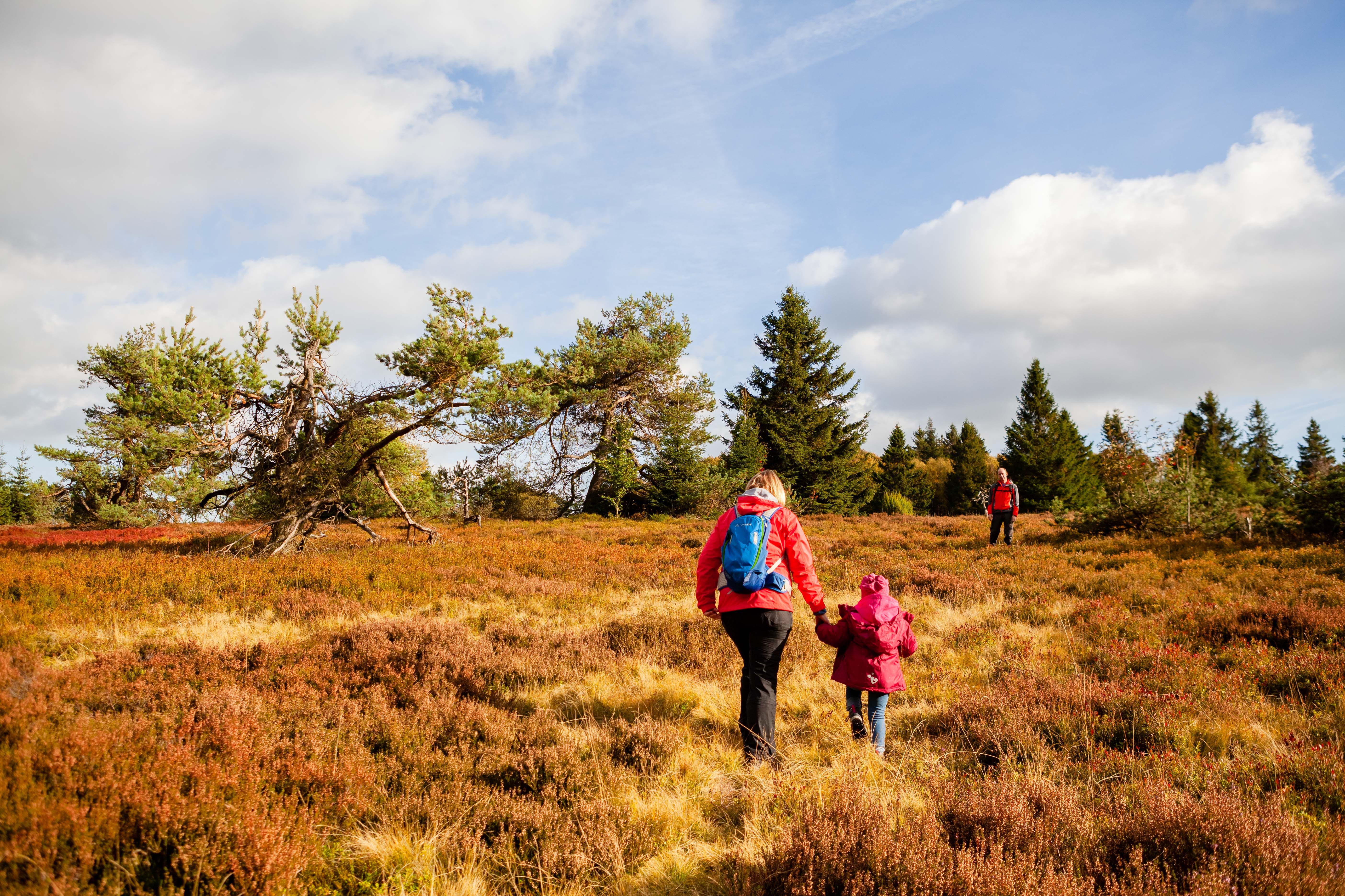 Erwachsene Person mit Kind wandert durch Heidelandschaft im Sauerland
