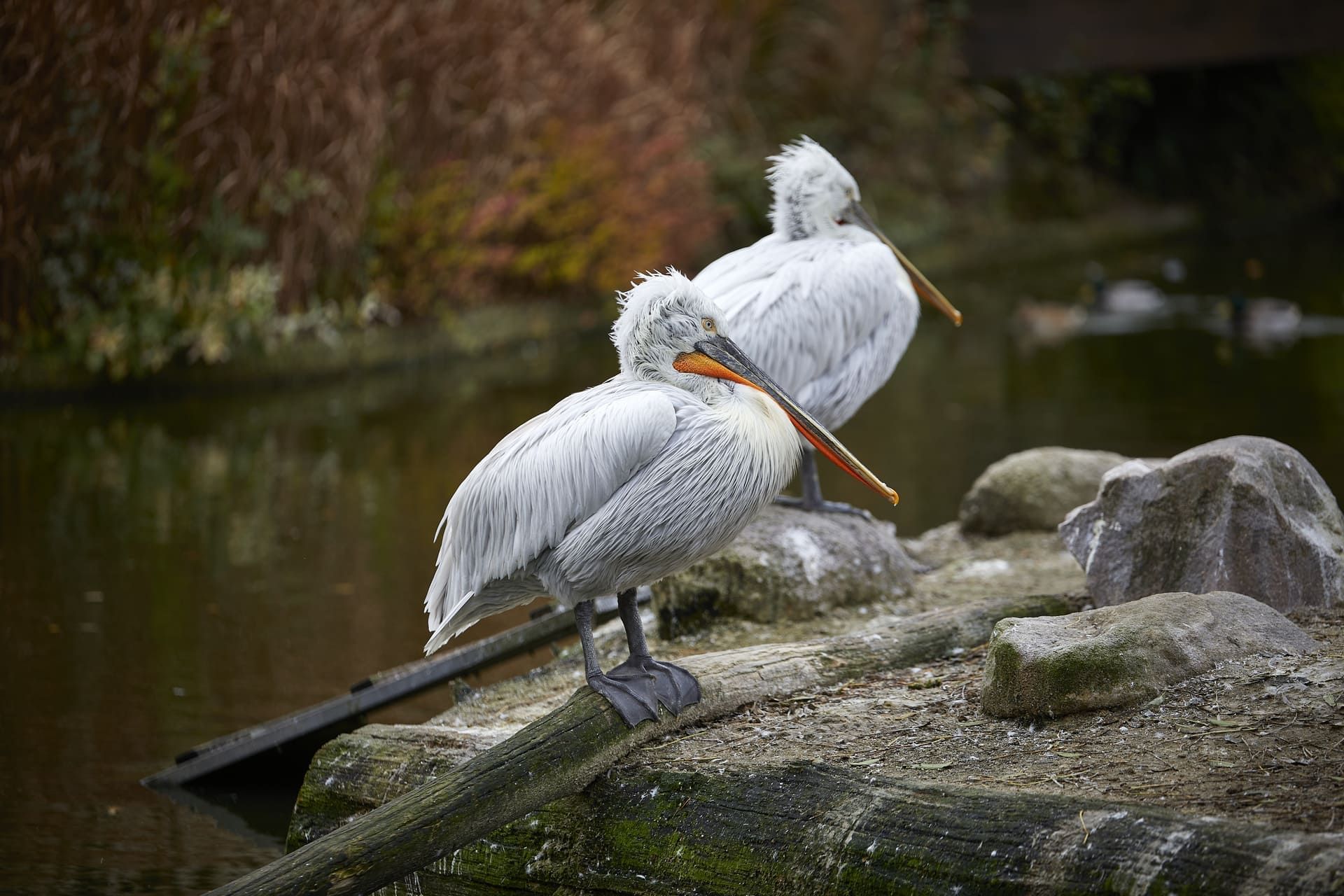 Zur Seite Allwetterzoo Münster