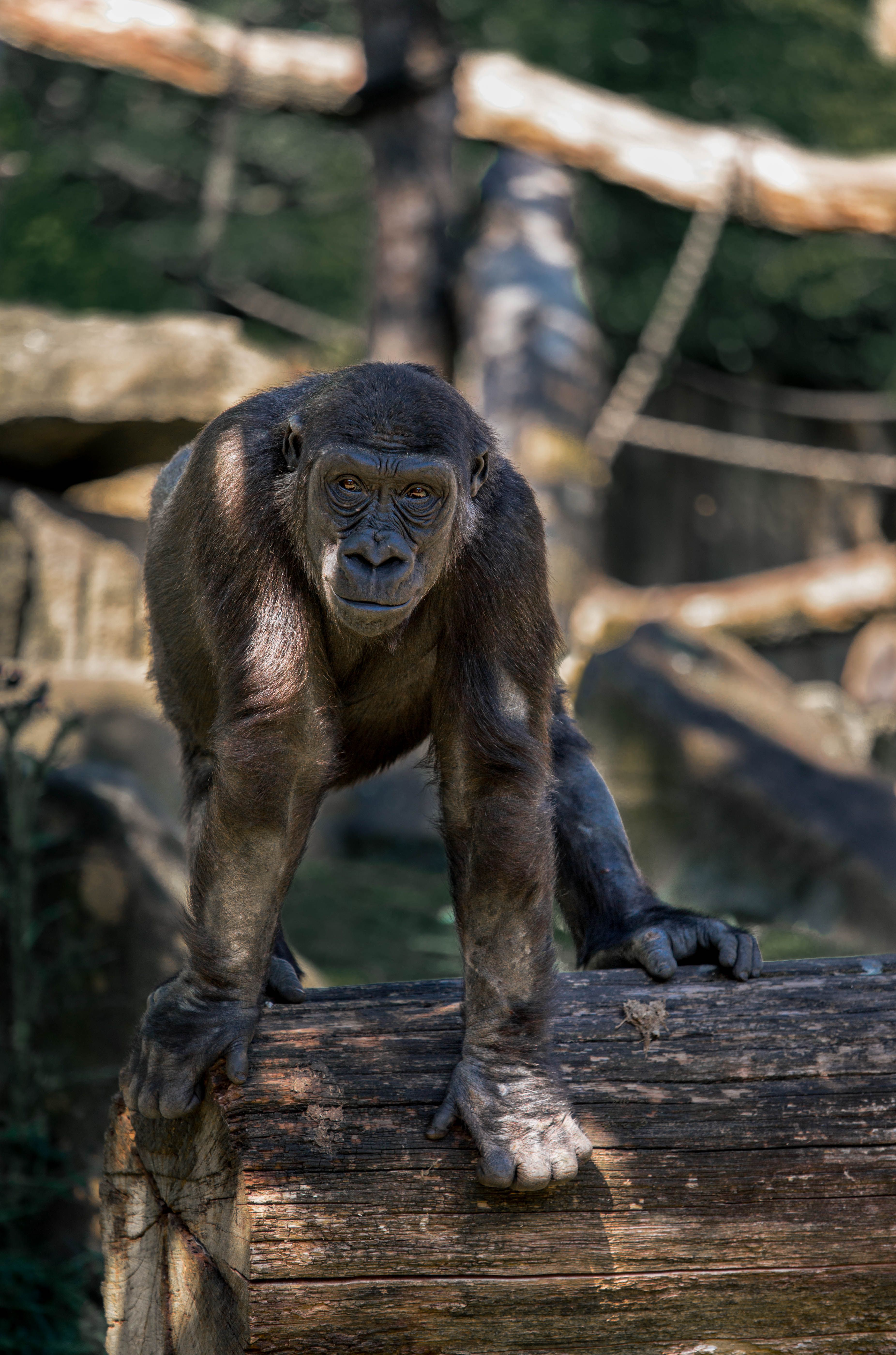 Flachlandgorilla im Allwetterzoo, Münster