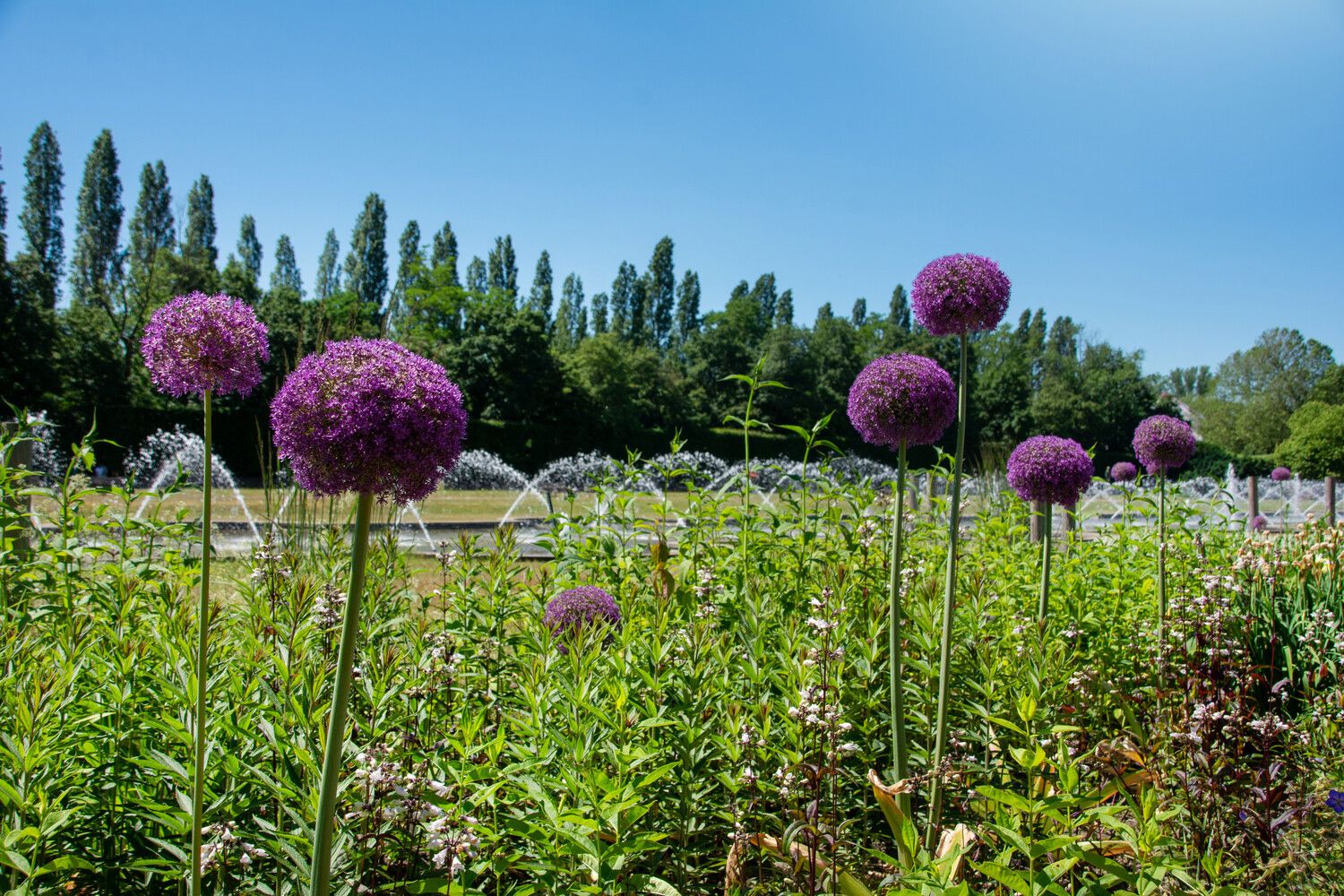 Bunte Gewächse ragen im Nordpark Düsseldorf ihre Köpfe in den Himmel