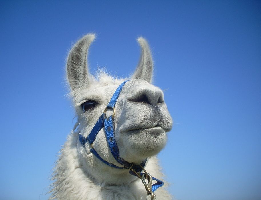 Entspannungsexperte Lama Dancer geniesst den blauen Himmel und Sonnenschein unterwegs bei einer XL-Lamawanderung