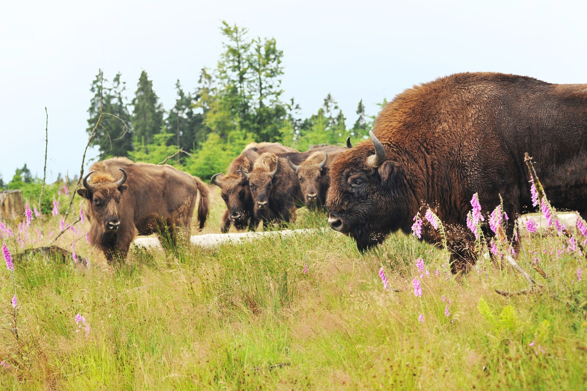 Zur Seite Wisent-Pfad - Rothaarsteig-Spur - Tierisches Wandervergnügen
