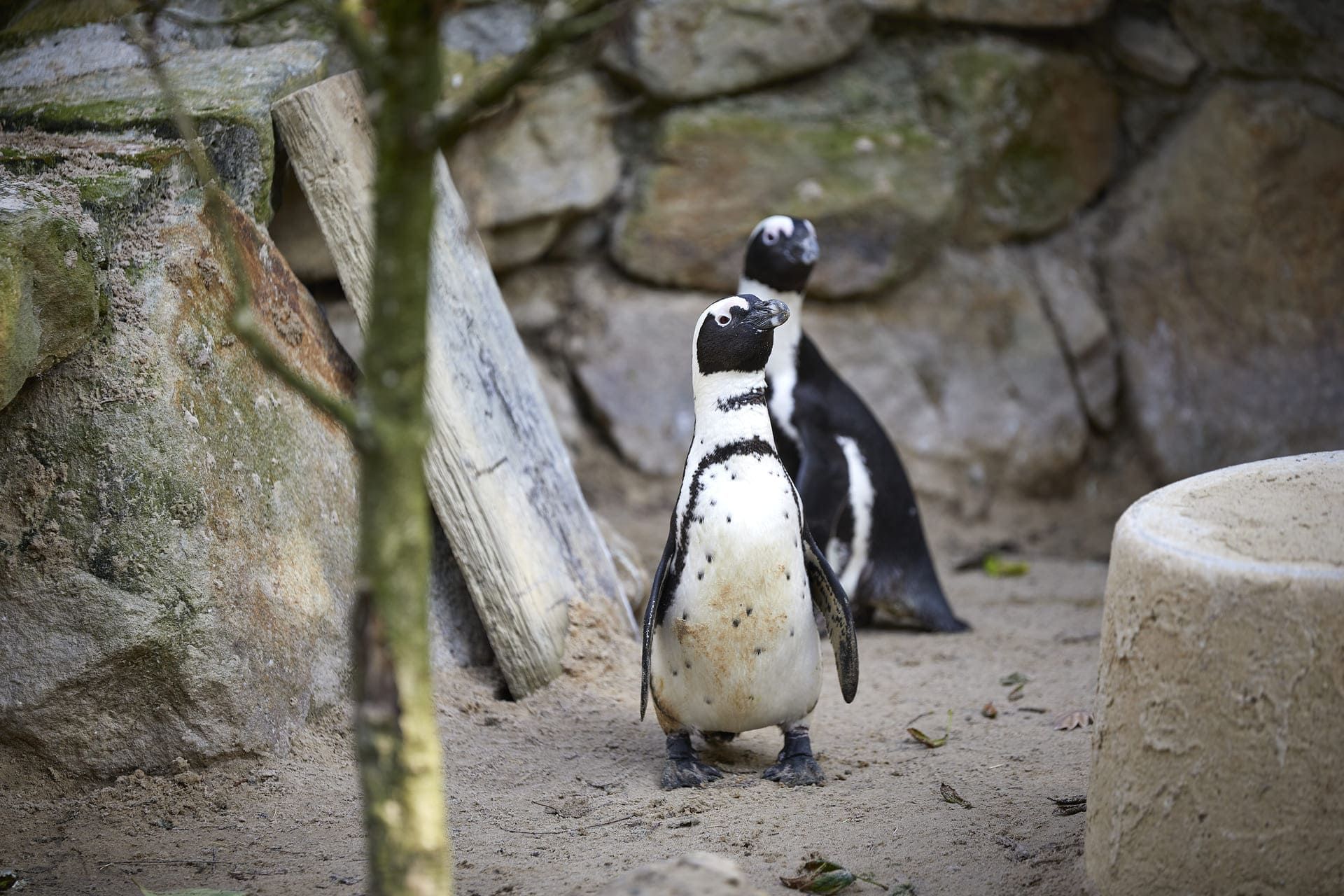 muenster-allwetterzoo-pinguin-fuehrung