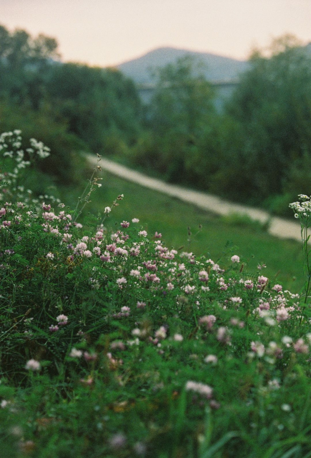 Ein Pfad am Rhein mit wildem Gewächs und Blumen im Vordergrund, umgeben von Bäumen und einem Hügel im Hintergrund.