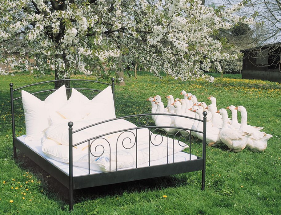 Die als Nebenprodukt gewonnenen Gänsefedern und Daunen werden auf dem Hof des Gänsepeters zu hochwertigen Decken und Kissen verarbeitet