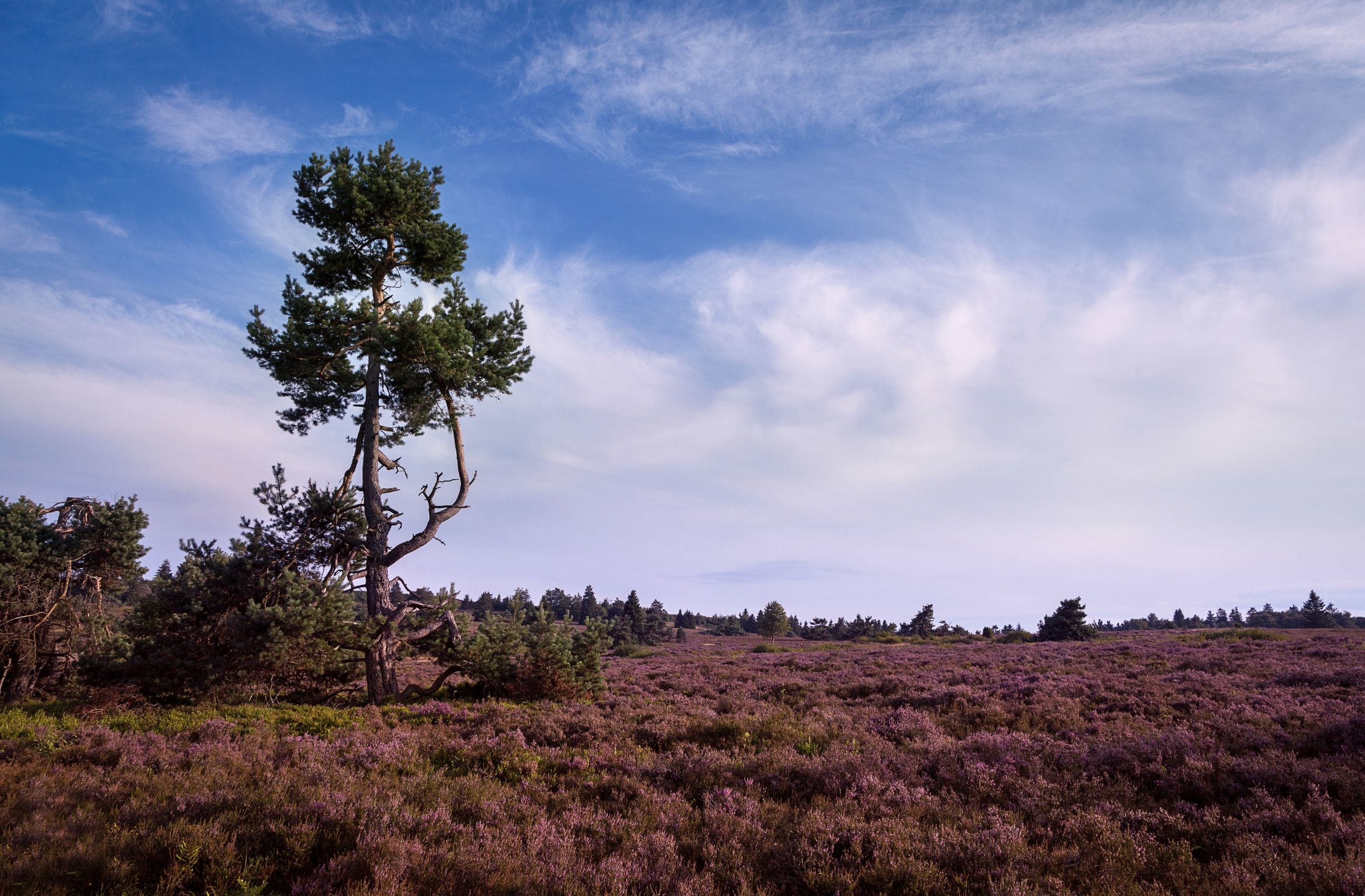Einzelner Baum in einer weiten Heidelandschaft unter blauem Himmel.