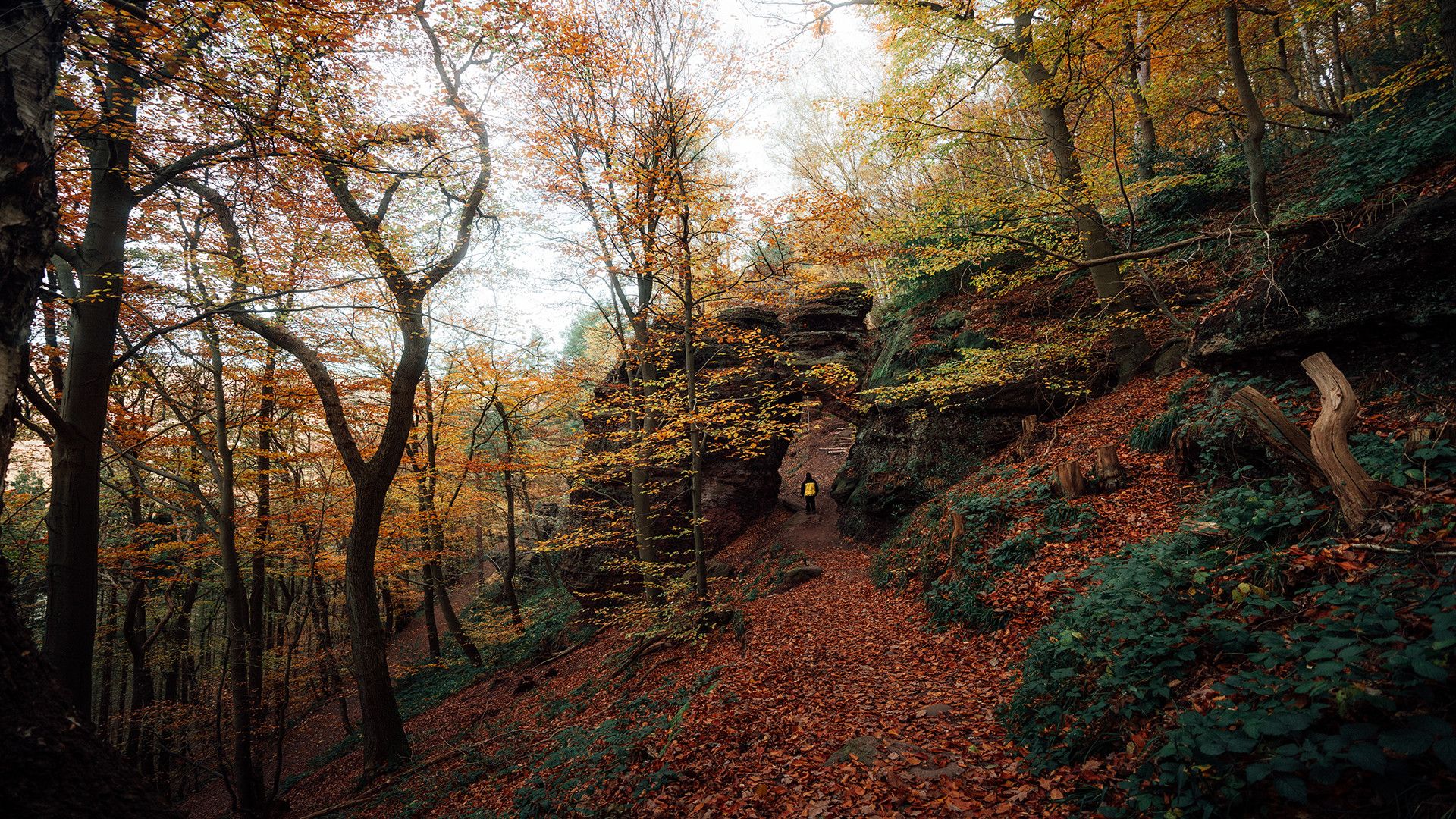 Herbstwald mit Bundsandsteinfelsen und Wanderer im Rurtal.