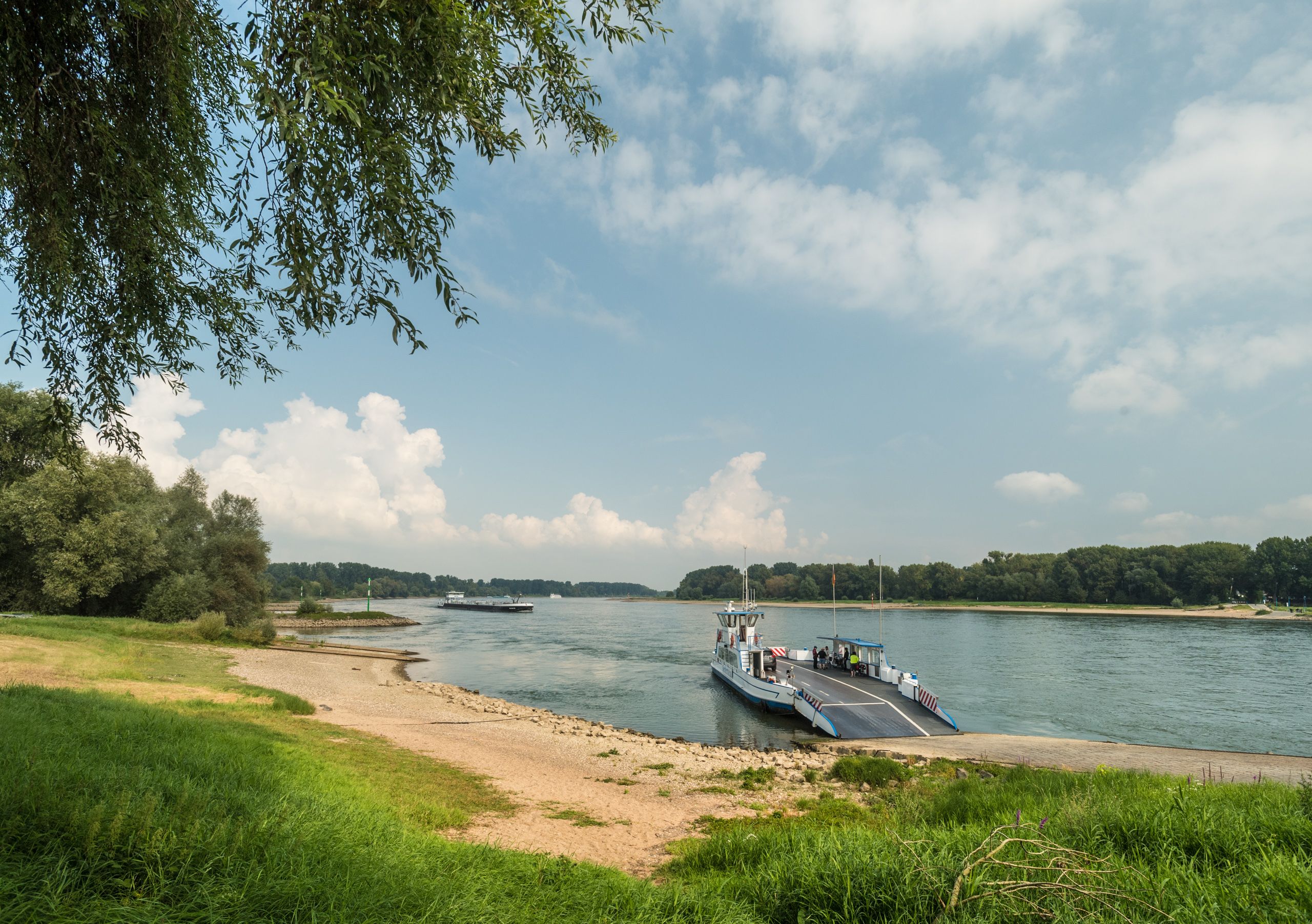 Rheinufer im Sommer